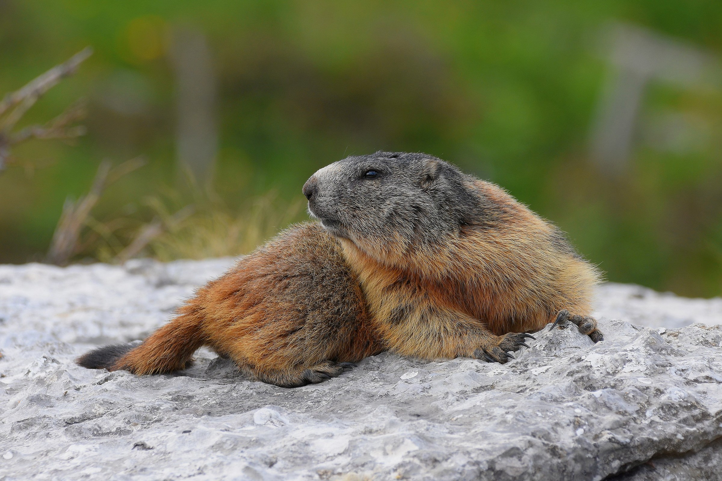 Marmotta Alpina
