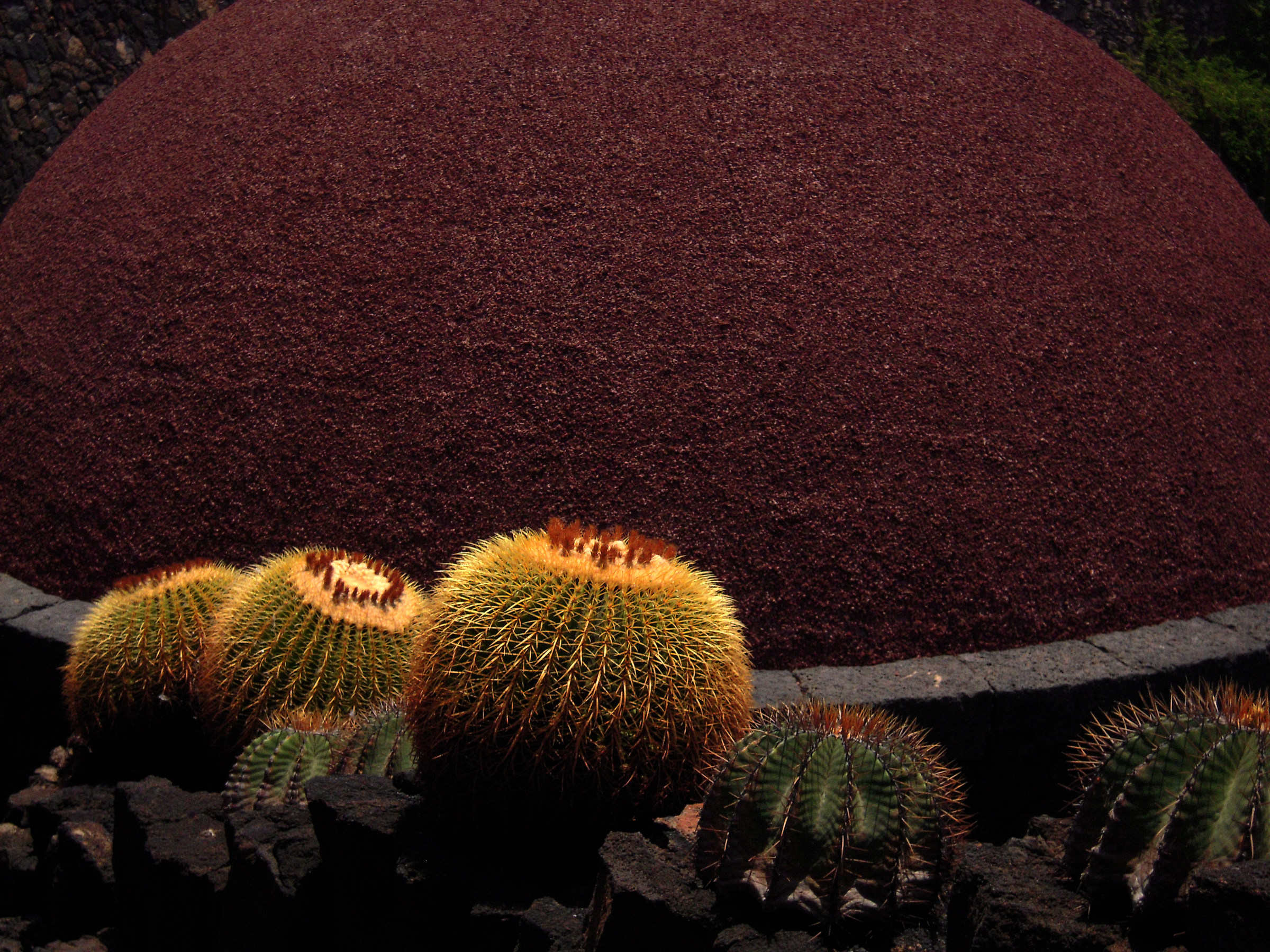 Cactus on the hot roof