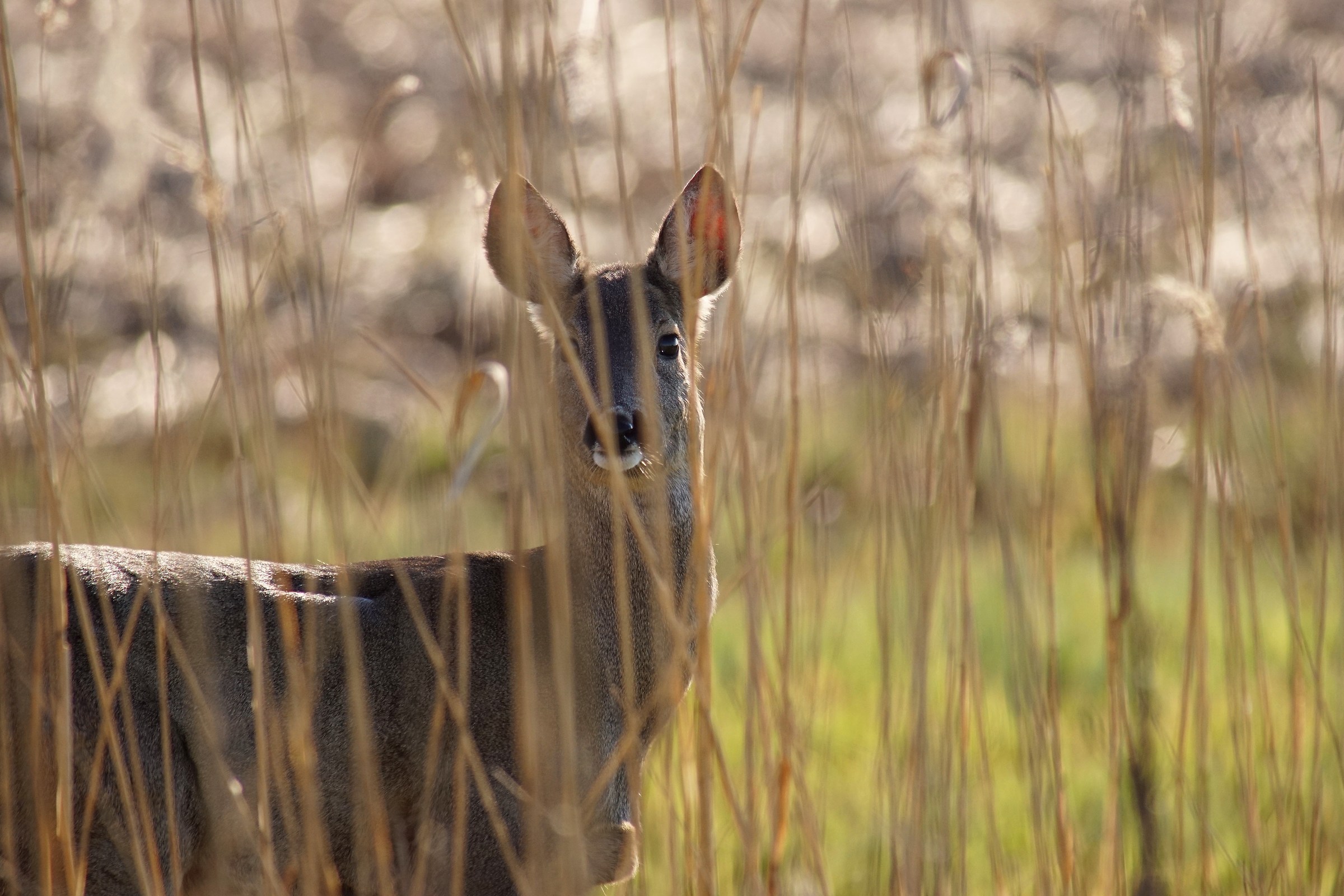 Roe deer doe (Capreolus capreolus)