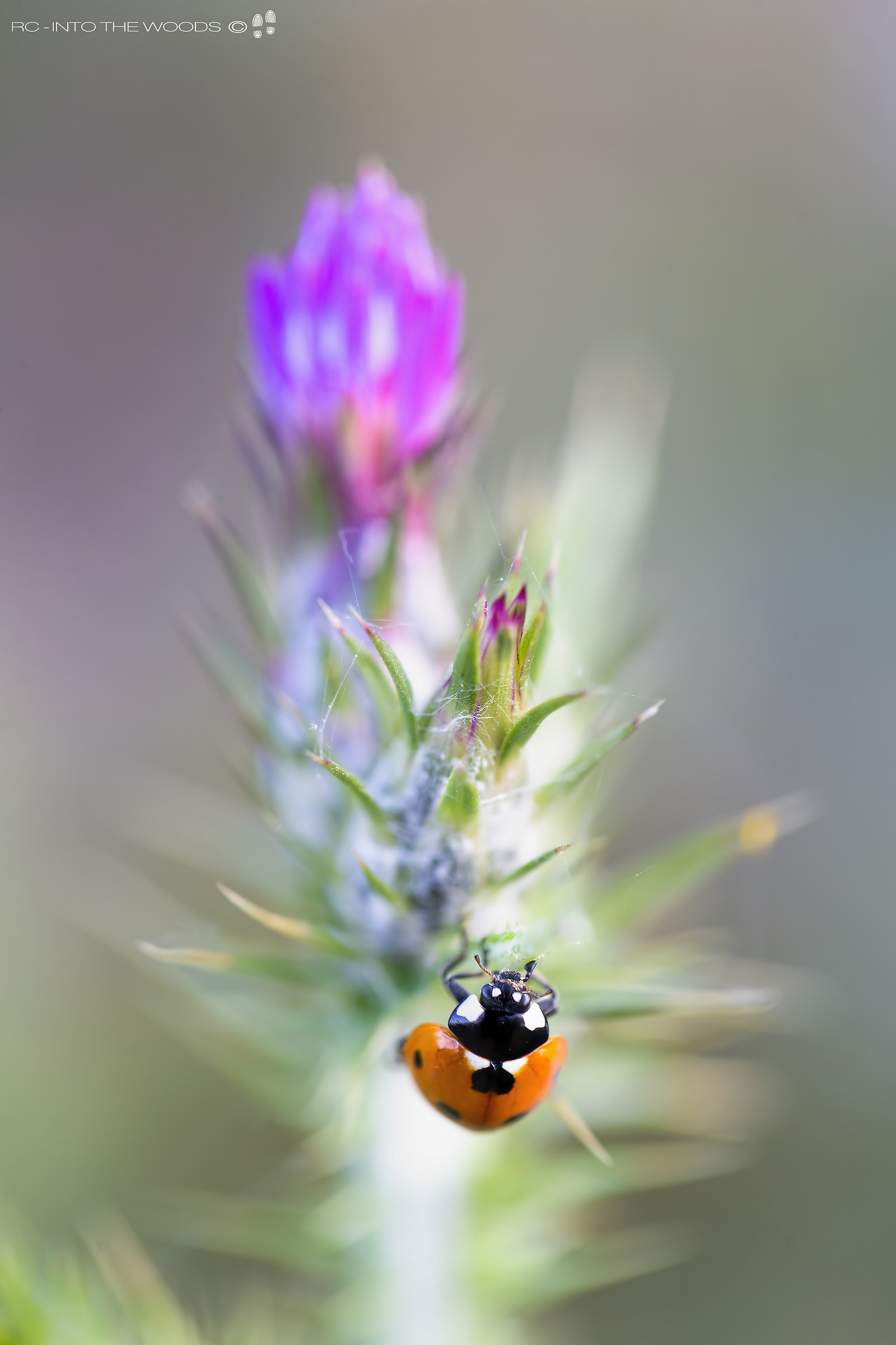 Lady Bug (Ladybug Septempunctata)