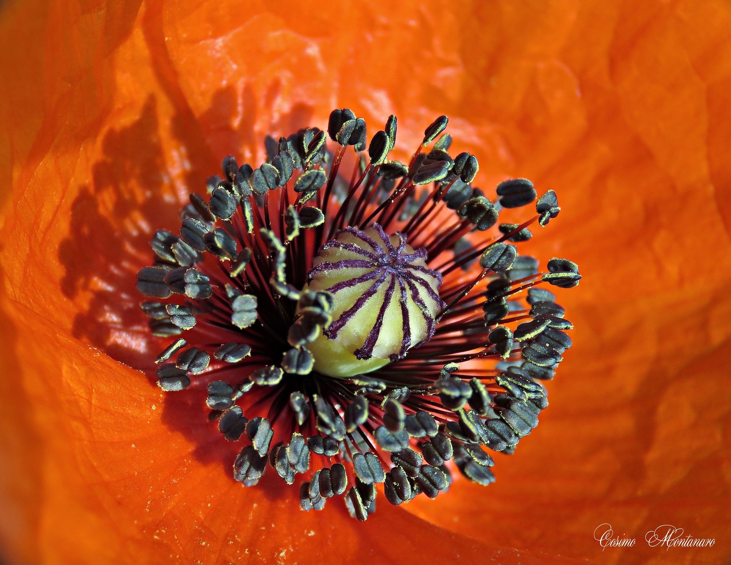 In the heart of the poppy