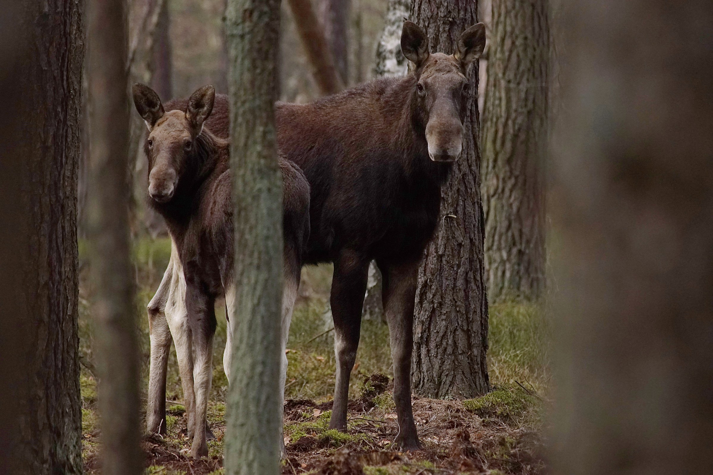 Alce-vitello e mucca (Alces alces)