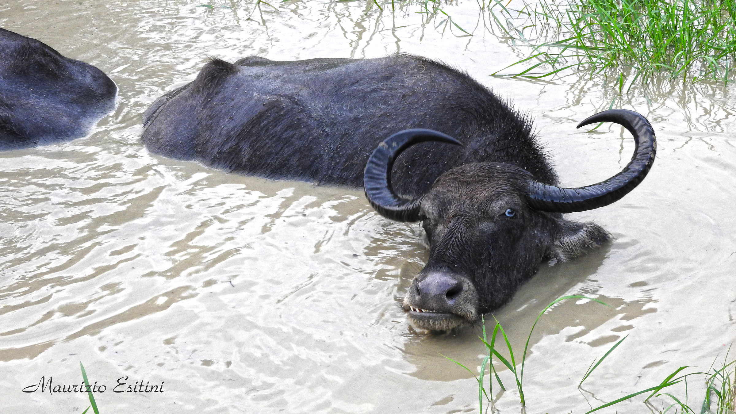 Bufalo selvaggio a Yala Sri Lanka