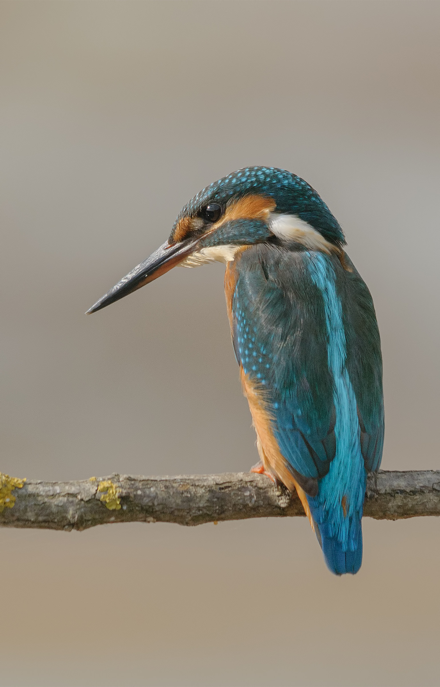Female Kingfisher-Oasis Lake Port
