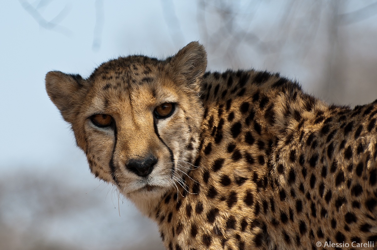 uno dei quattro fratelli...