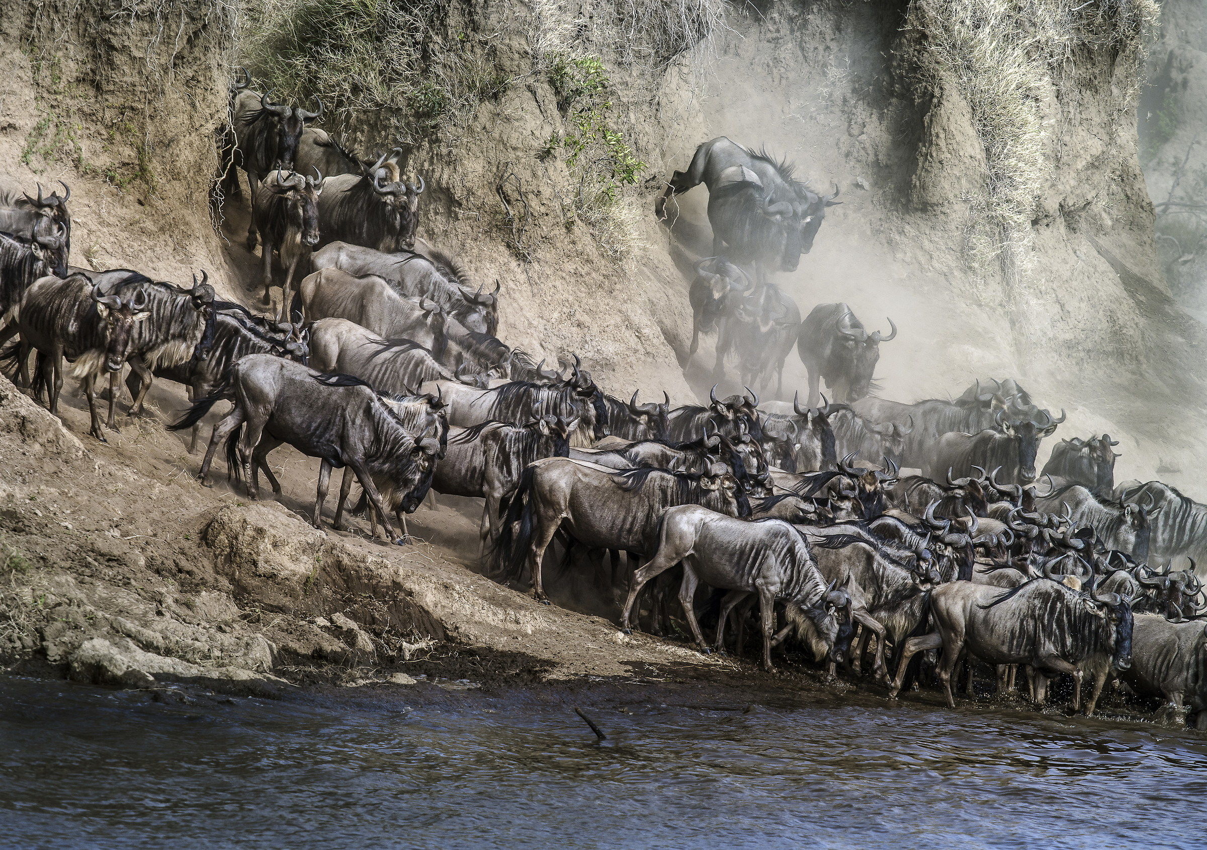 The migration of the GNU