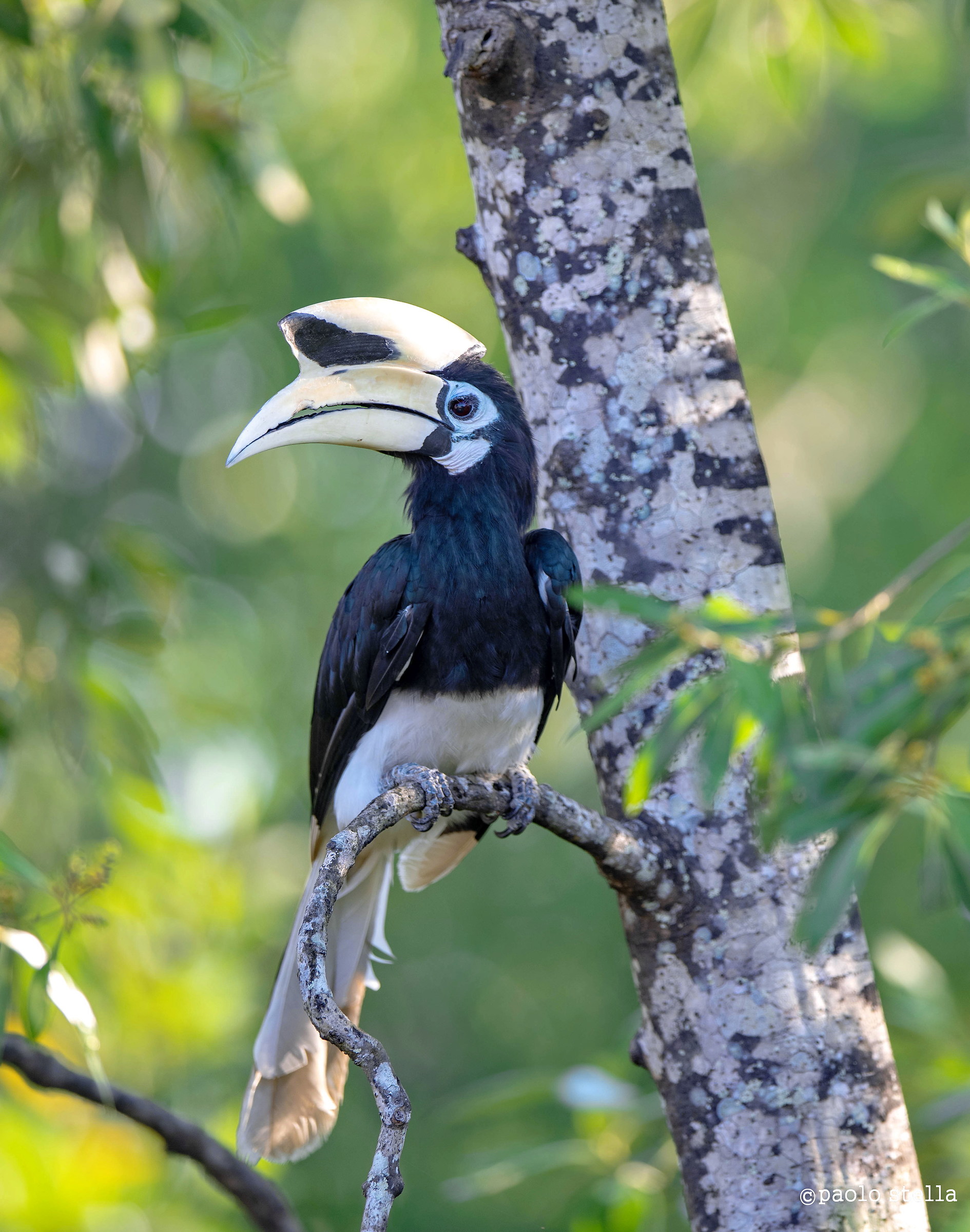 Anthracoceros albirostris