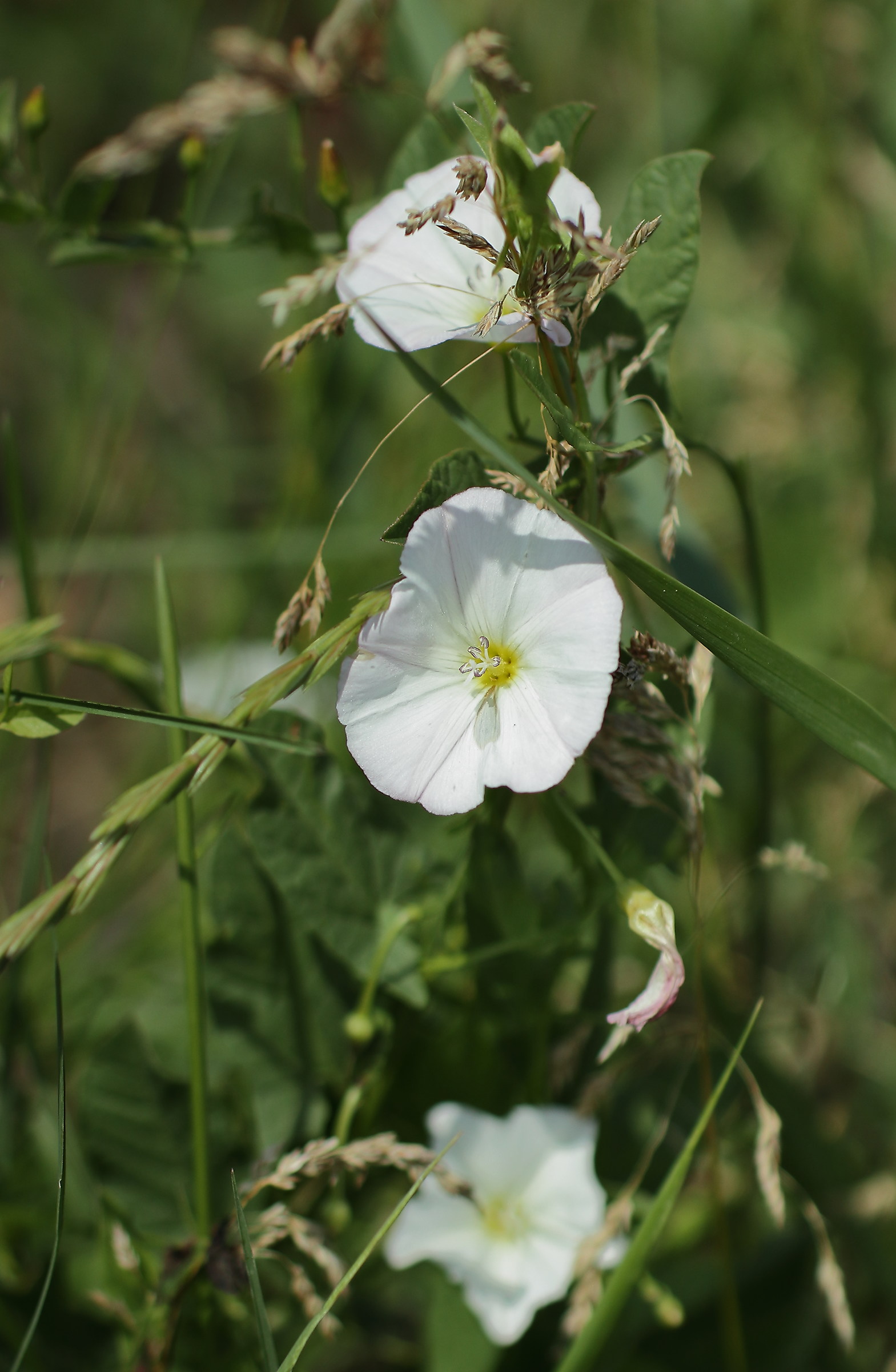 Proof of FD 50 F 1.2 SSC Aspherical fitted with adaptability