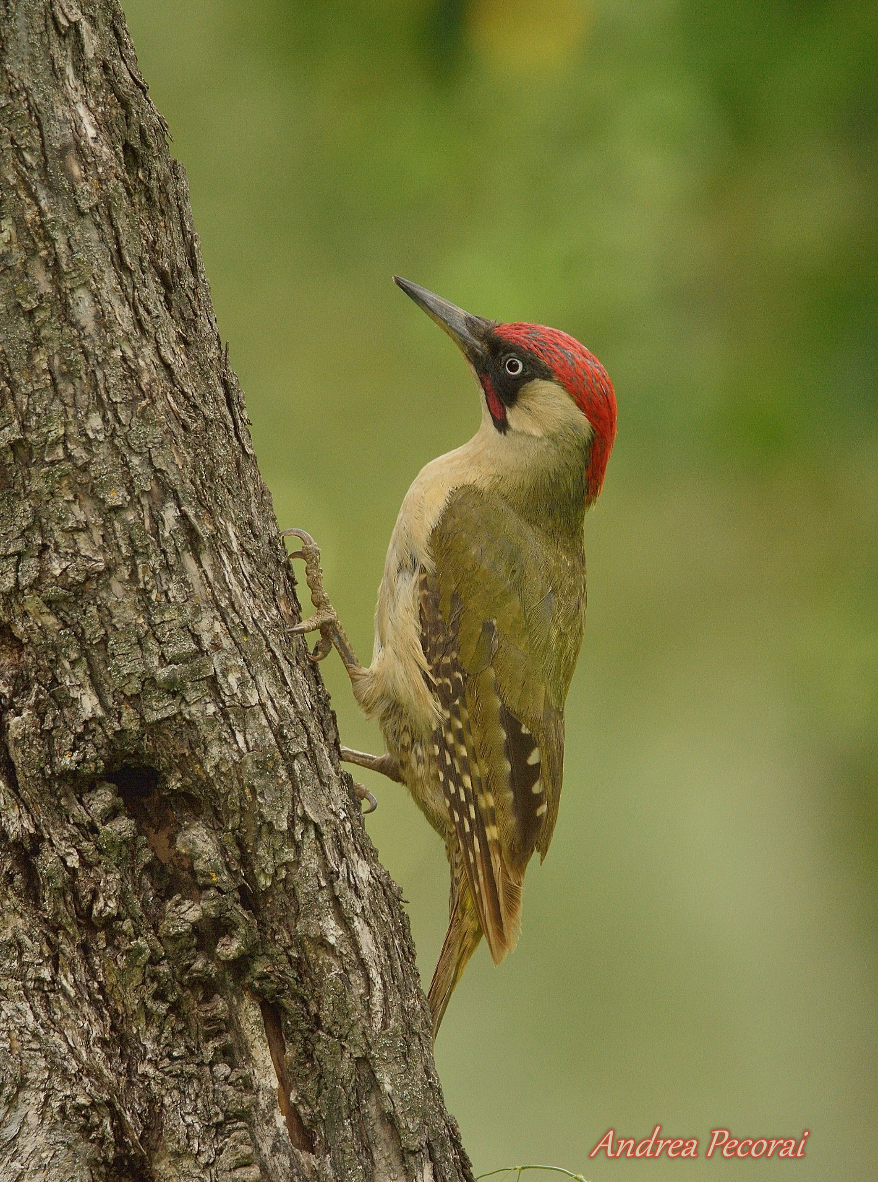 Green Woodpecker