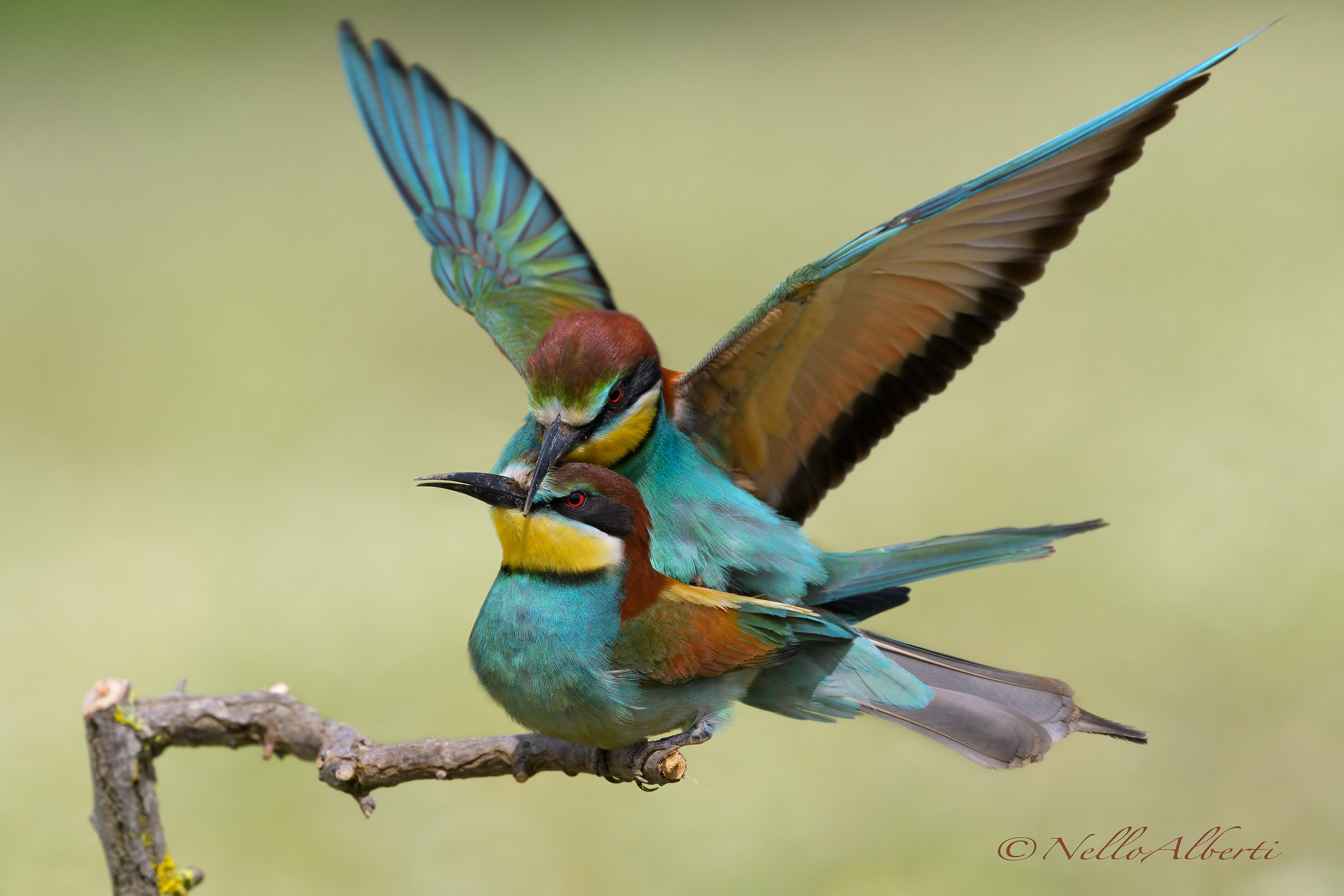Gruccioni in accoppiamento in HD
