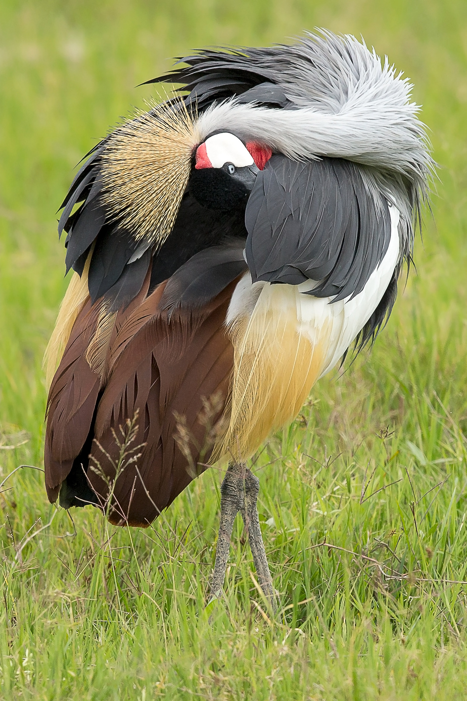 Grey crowned Crane (Balearica regulorum)