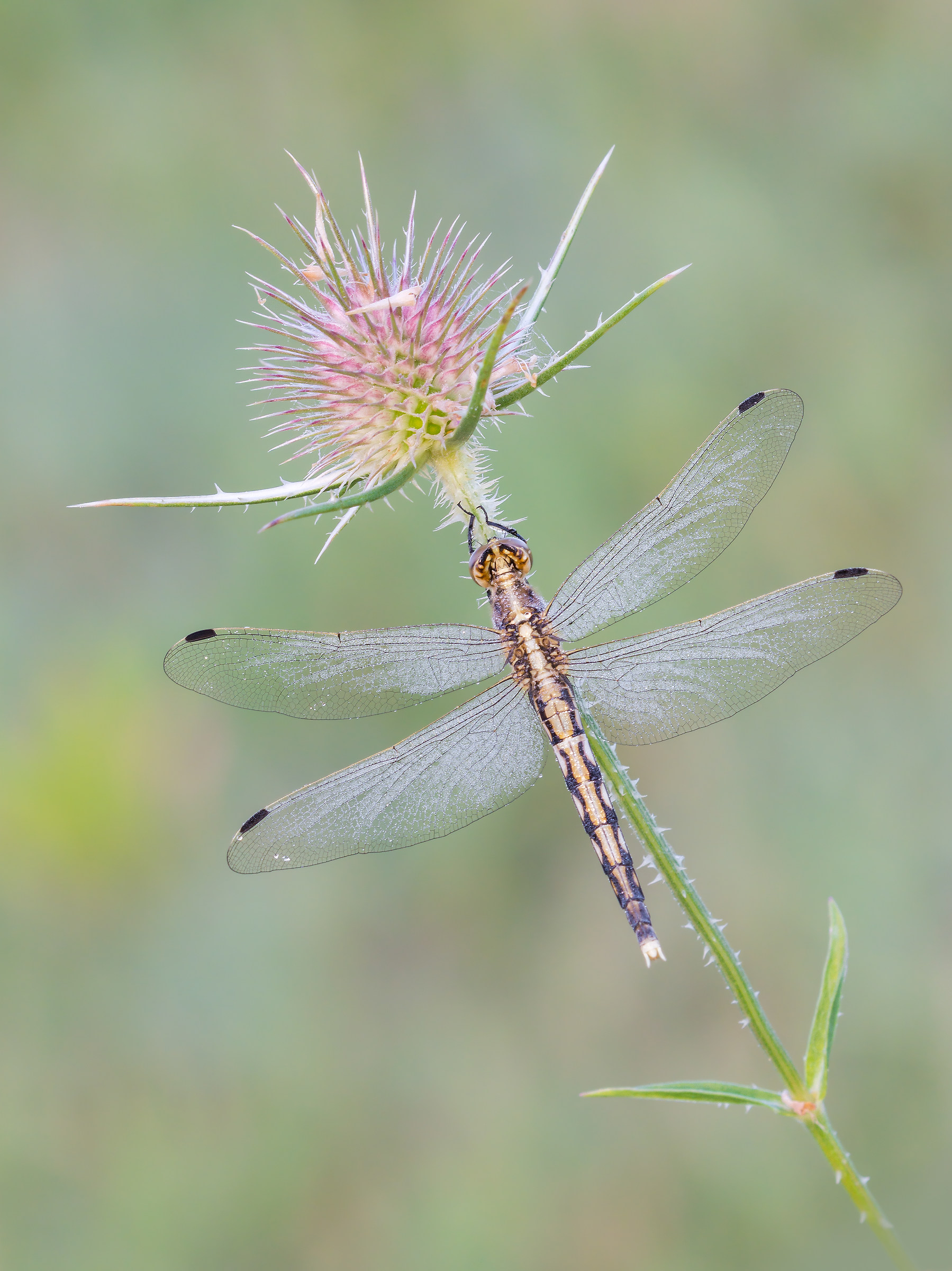 Orthetrum Albistylum