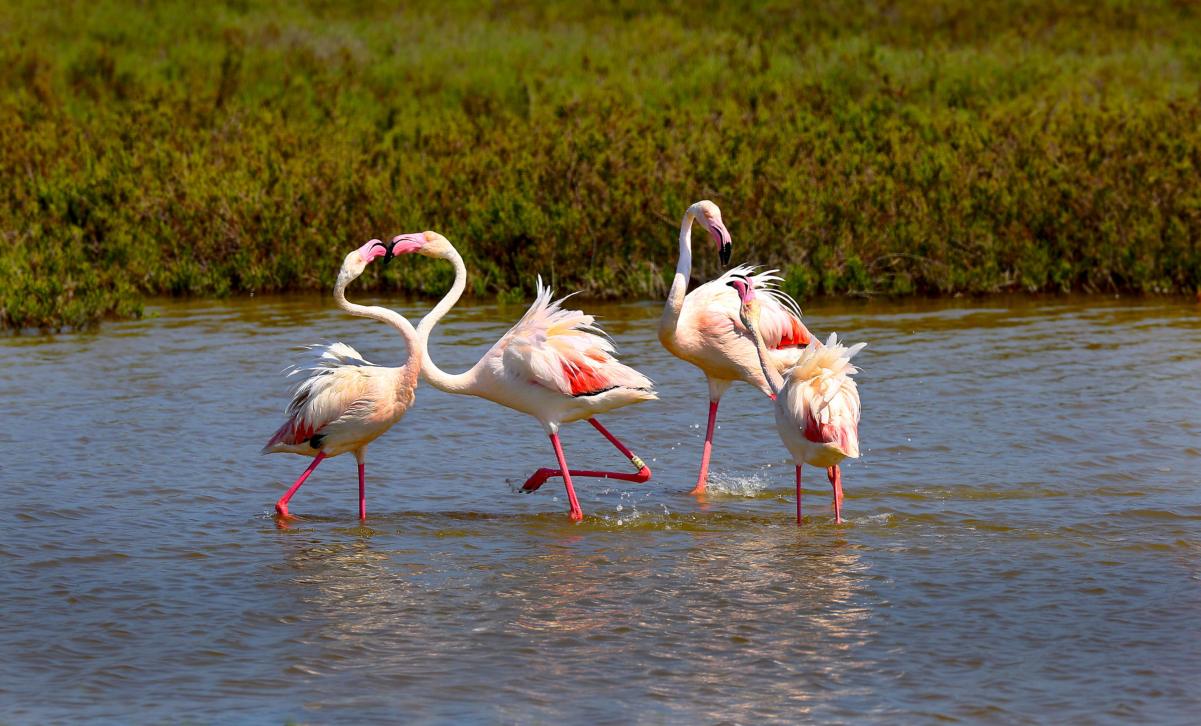 Flamingos in competition