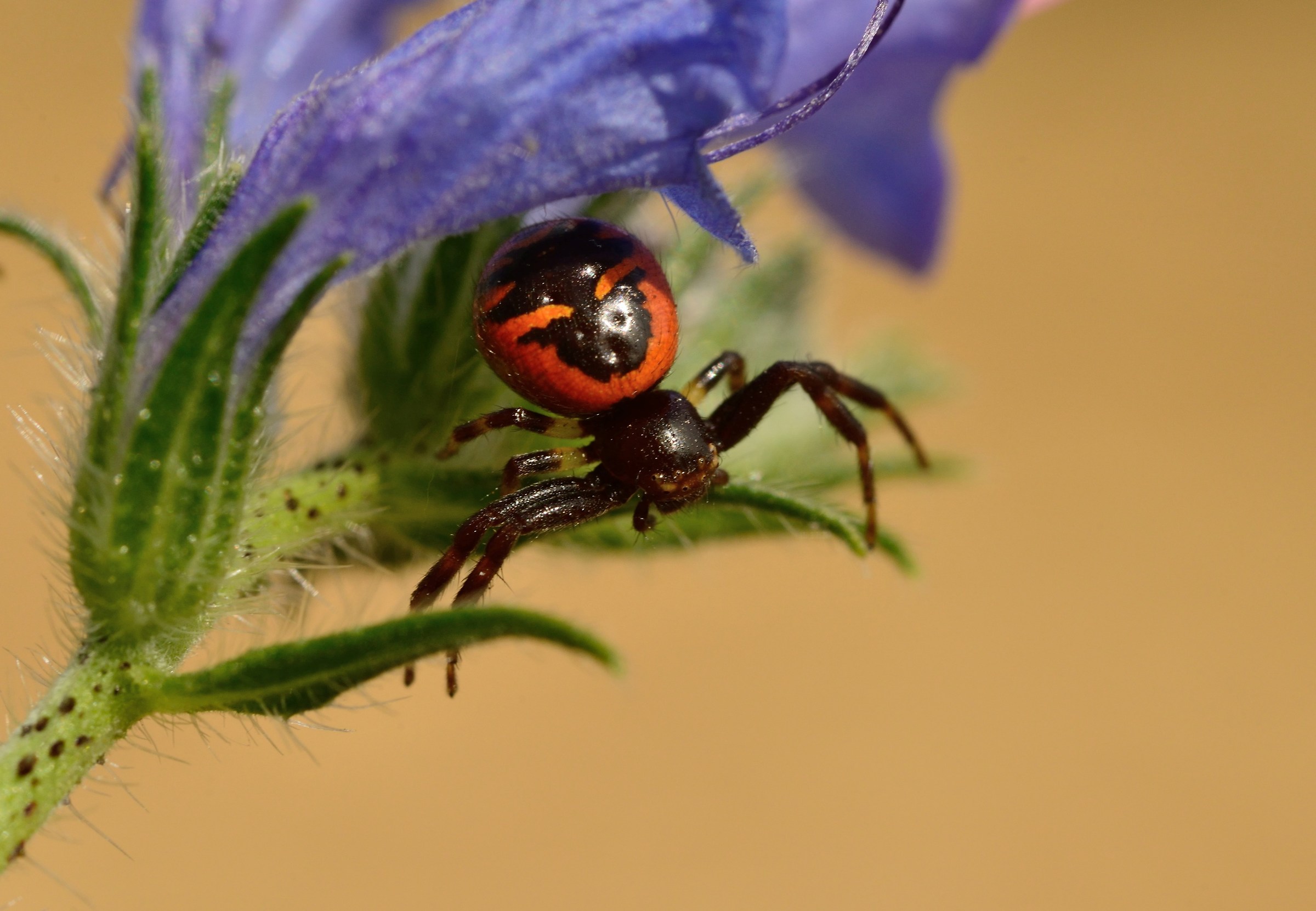 Ragno pronto x l'attacco