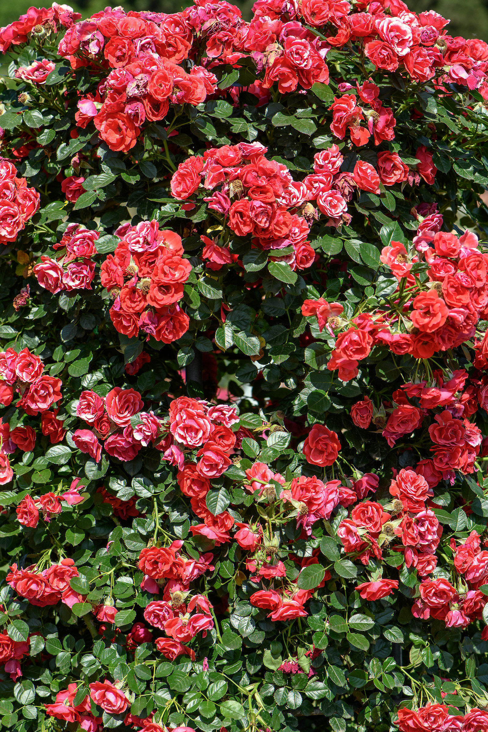 Homage to the Roseto Comunale of Rome