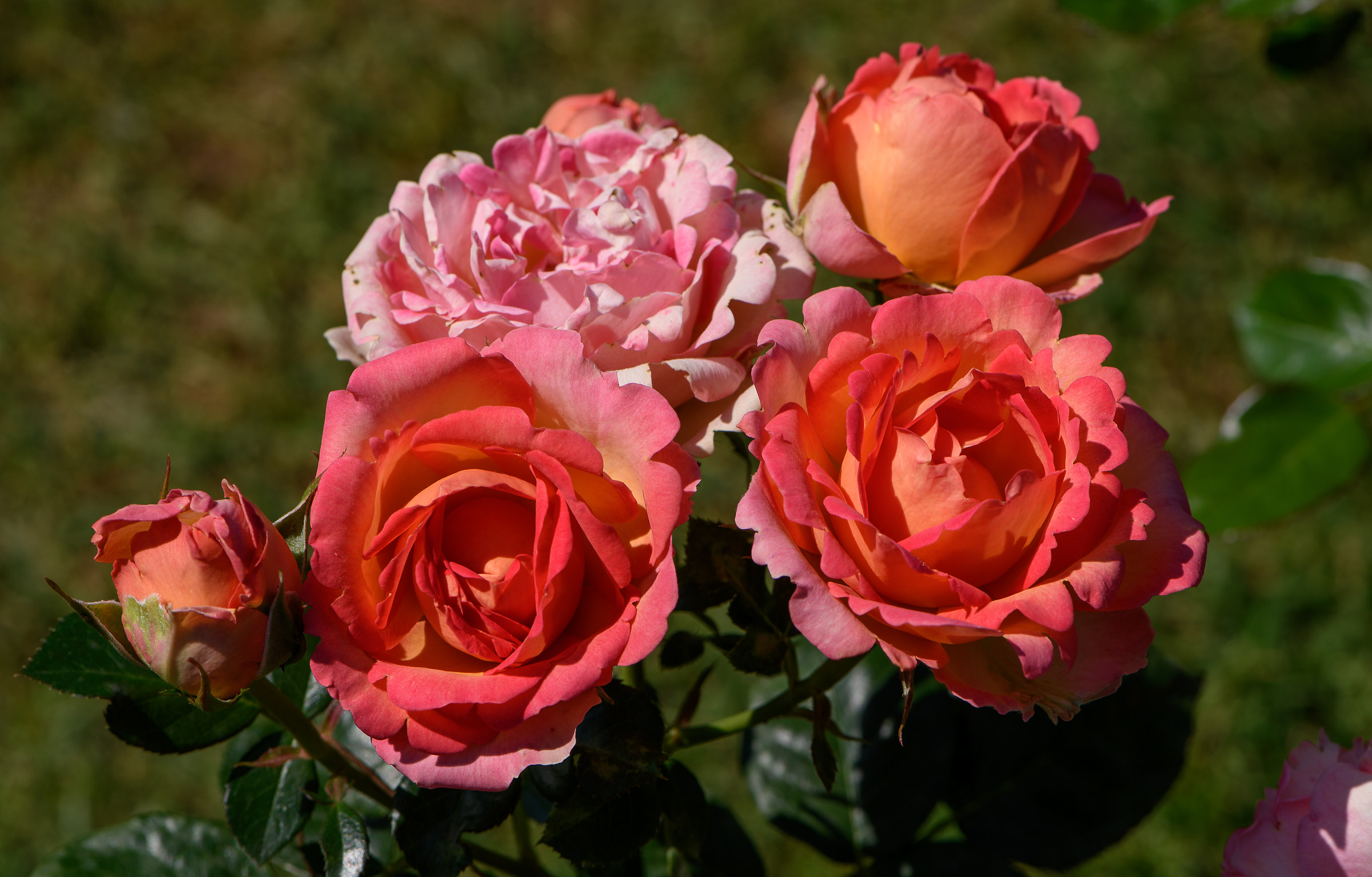 Homage to the Roseto Comunale of Rome