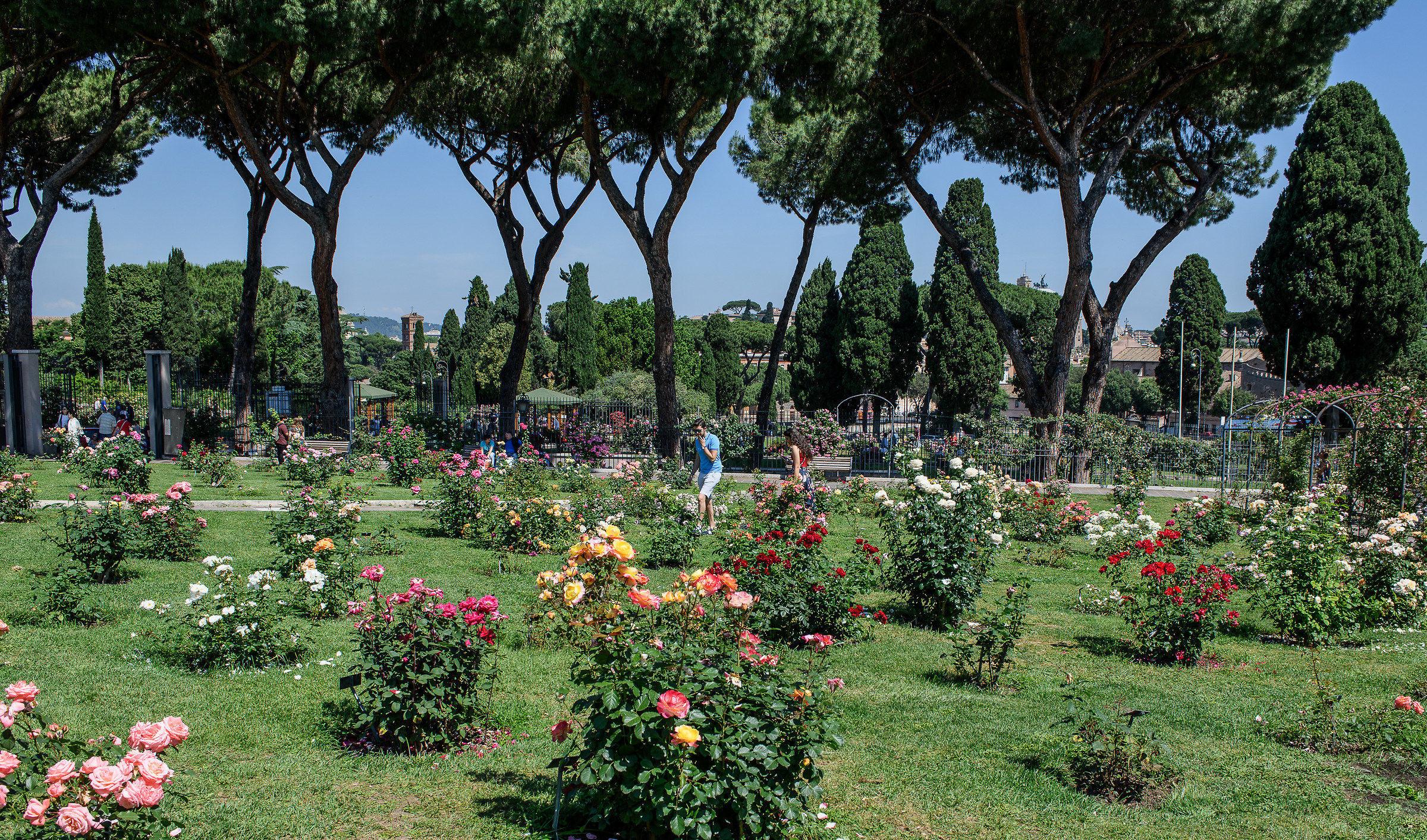 Homage to the Roseto Comunale of Rome