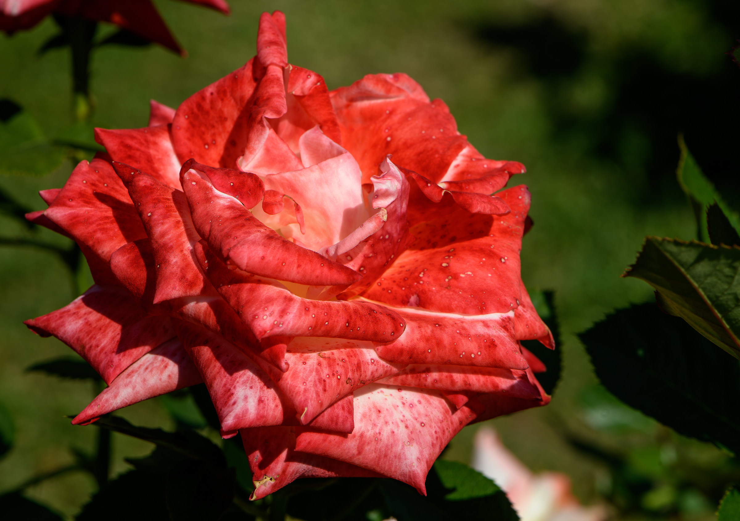 Homage to the Roseto Comunale of Rome