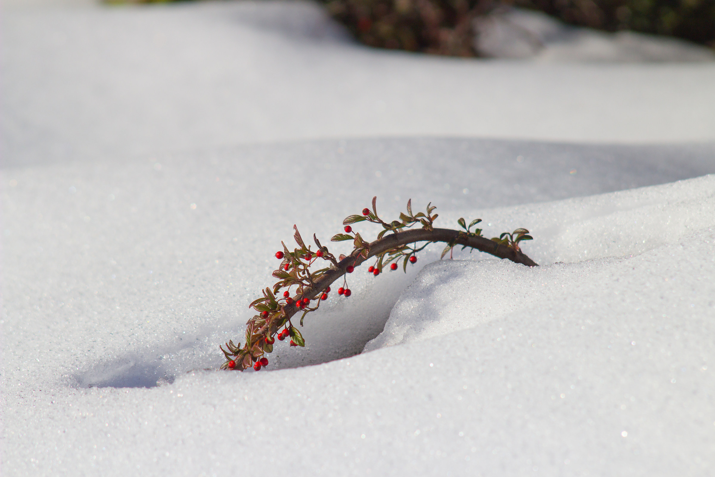 Signs of life under the frost of a snowfall