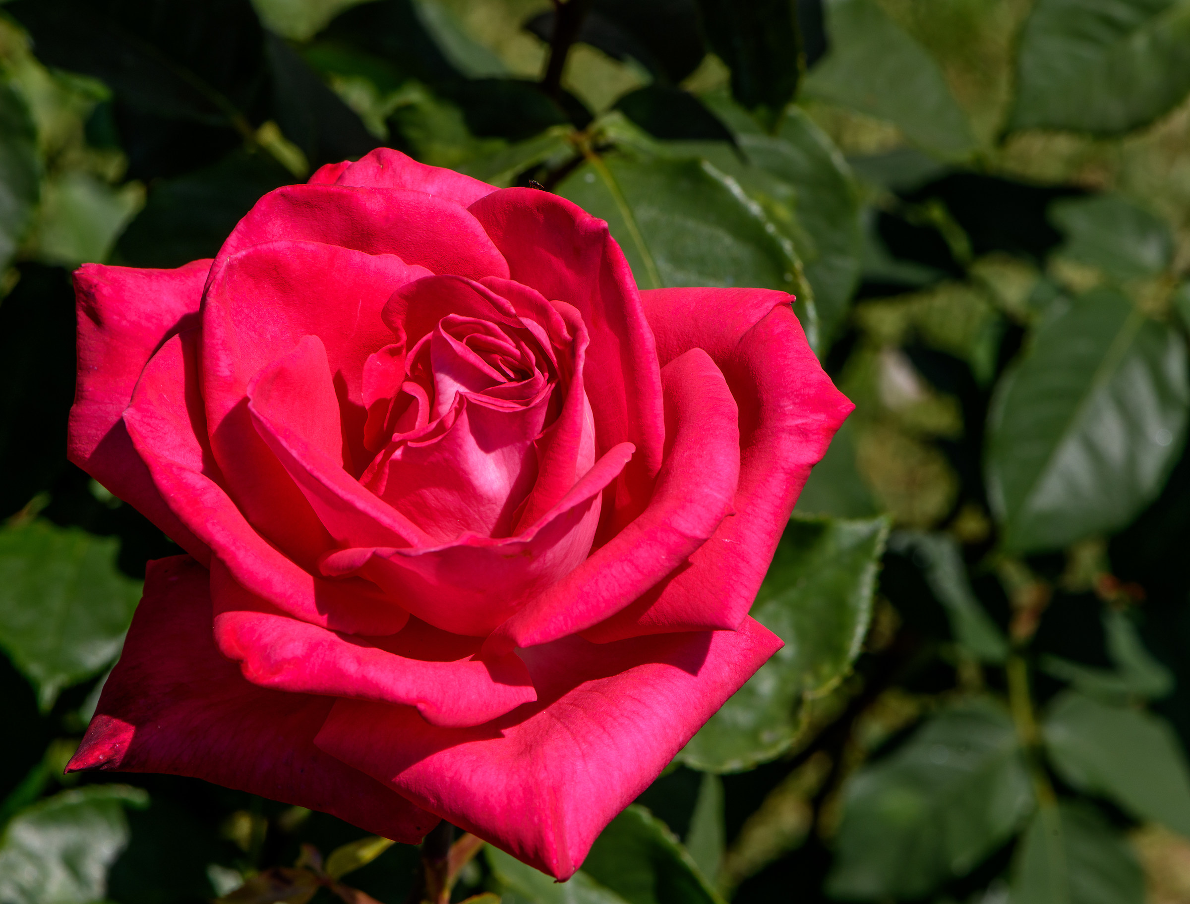 Homage to the Roseto Comunale of Rome