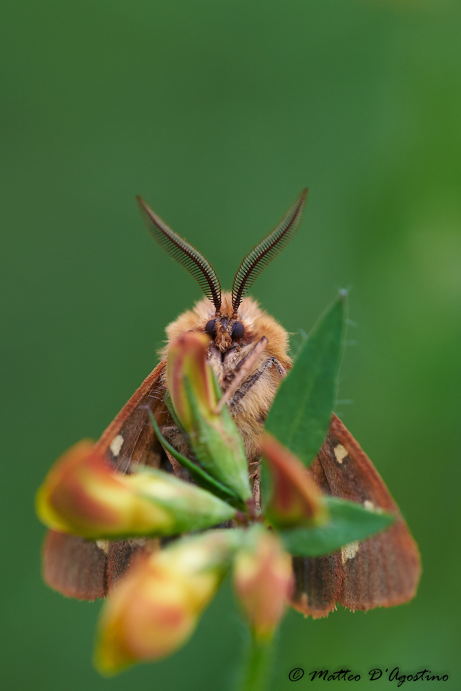 Hyphoraia testudinaria