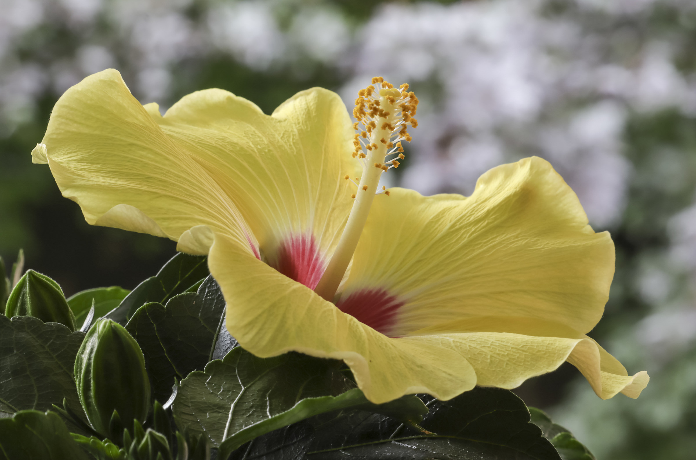 Hibiscus Rosa Syriacus