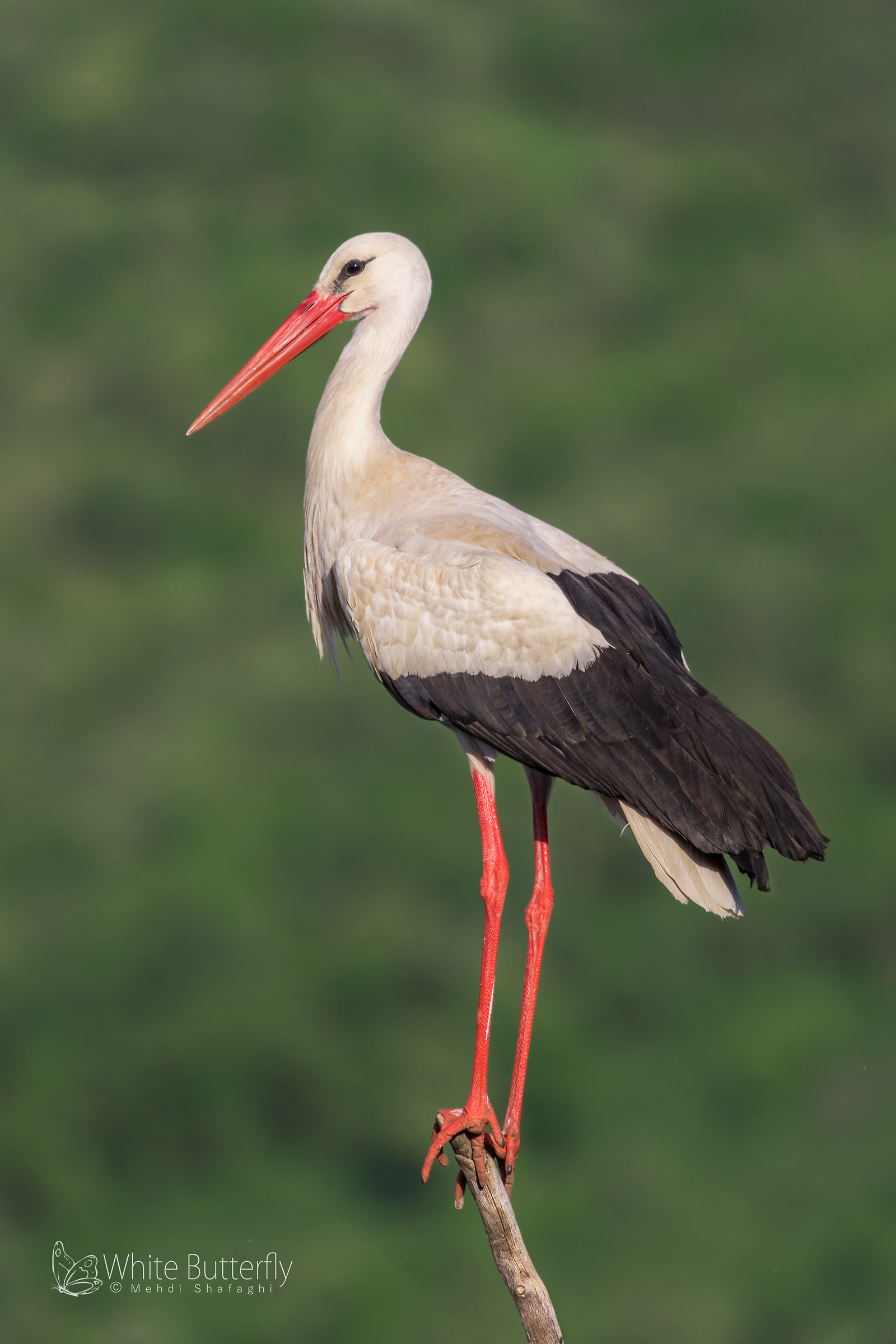 White stork