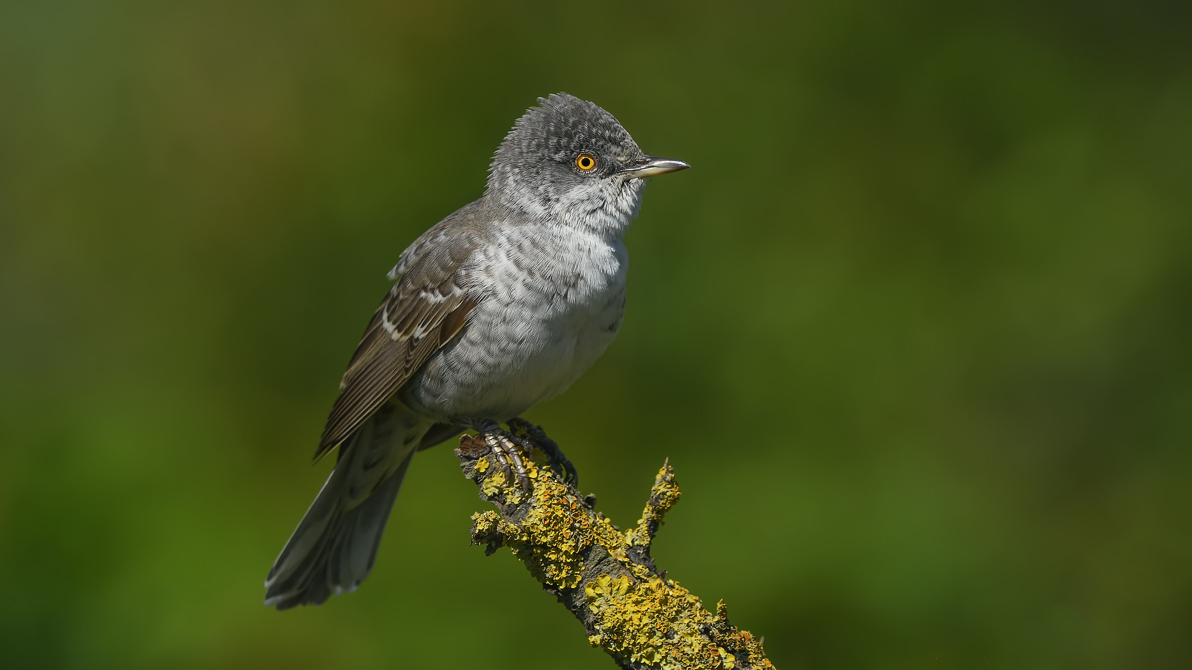 Çizgili ötleğen » Barred Warbler &raq...