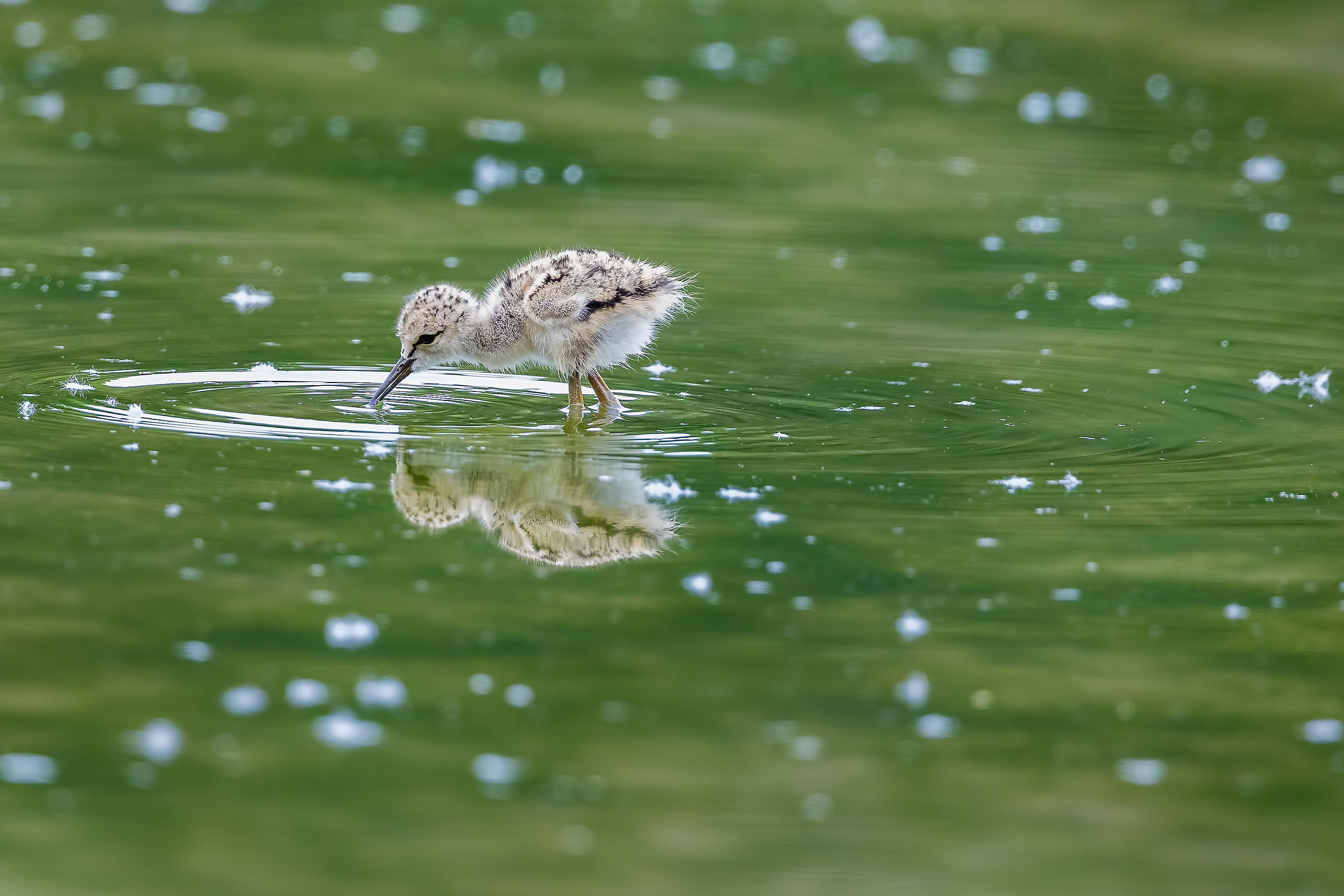 Pulcino di Cavaliere