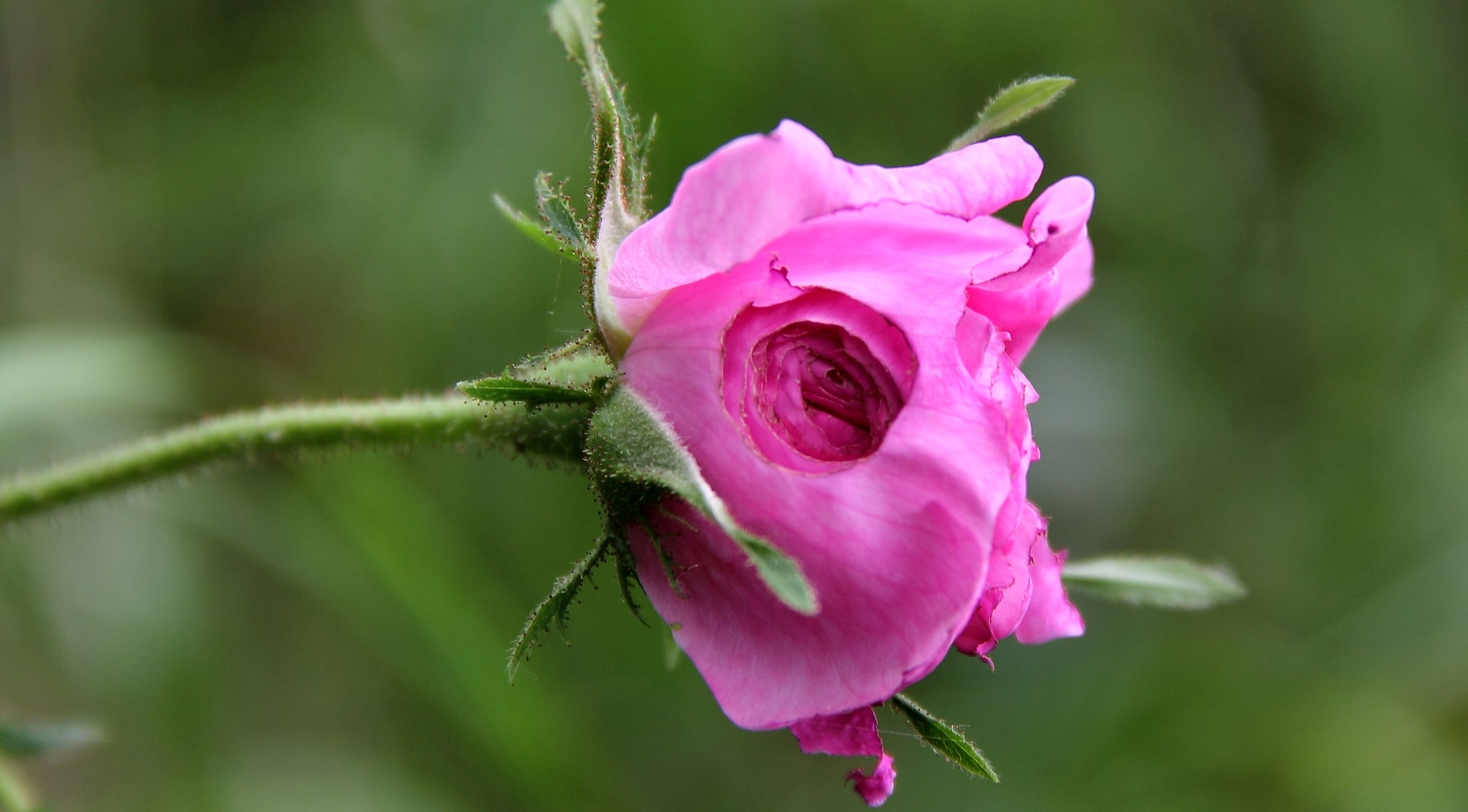 Rose,... from the gruff look.