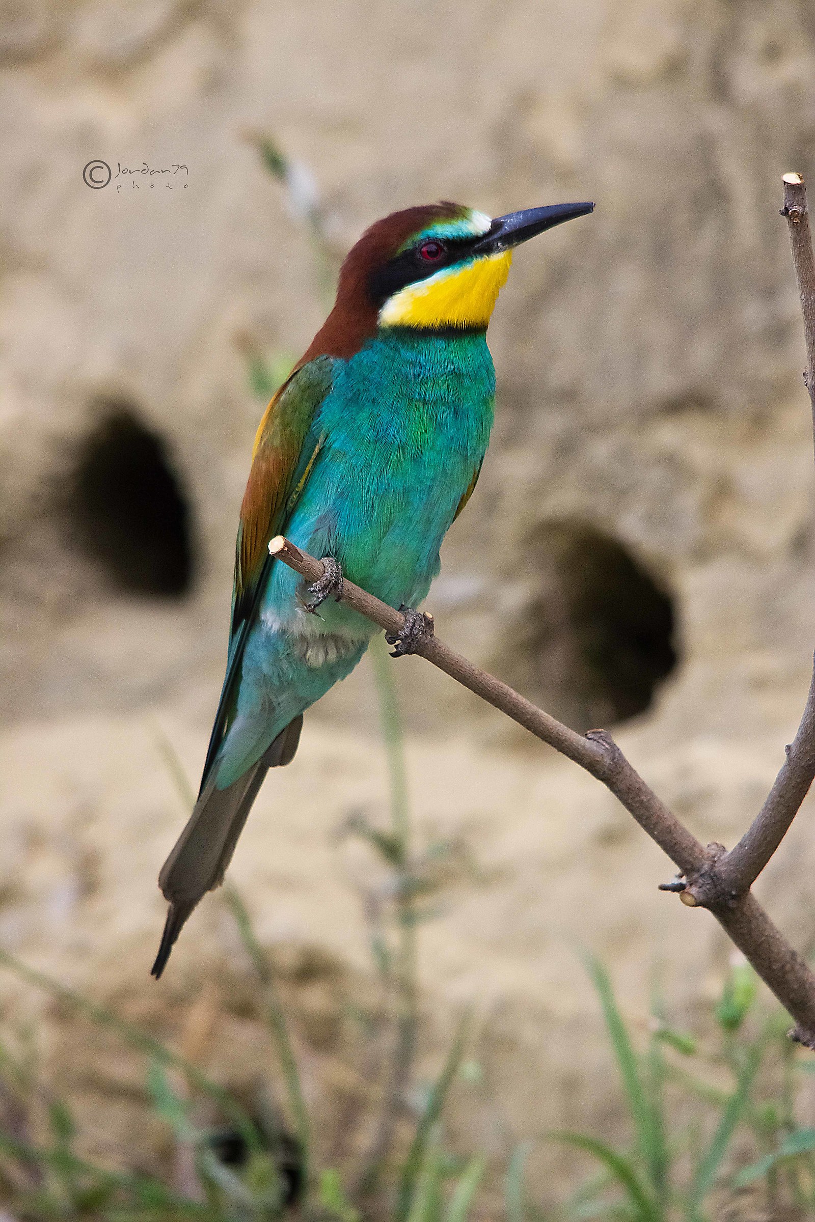 Bee-eater