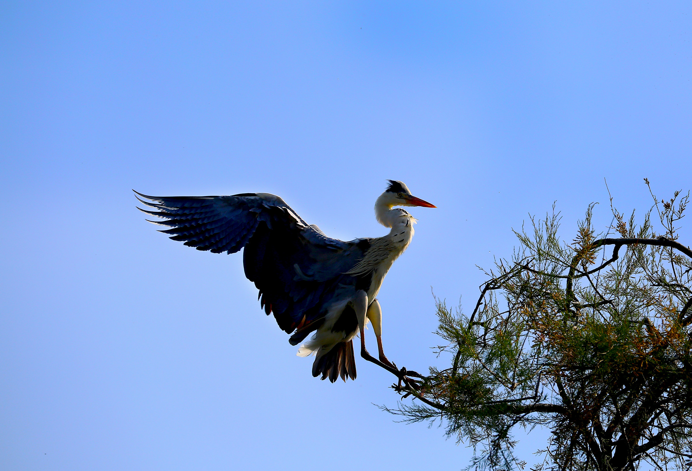 Grey Heron in landing