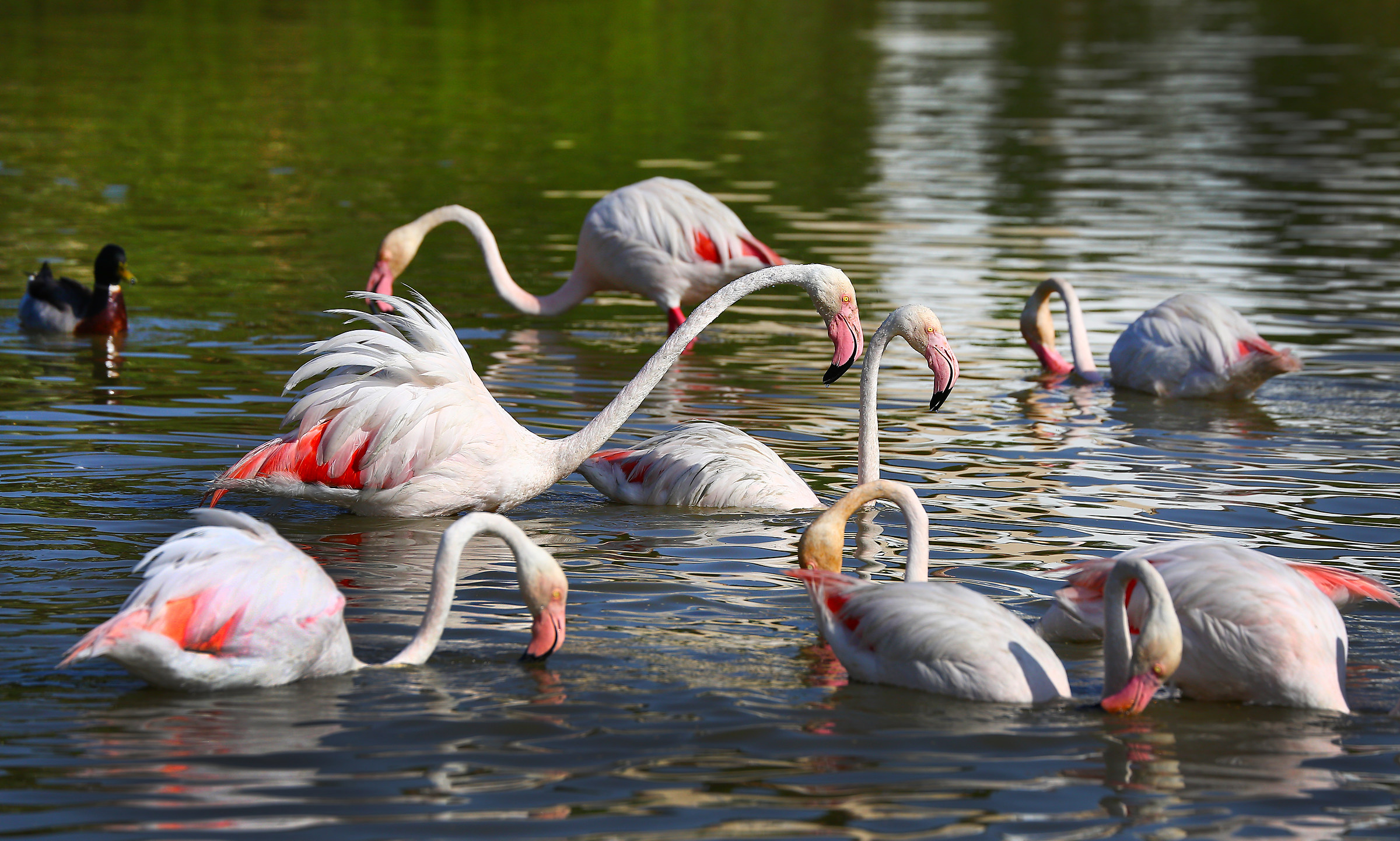 Flamingos