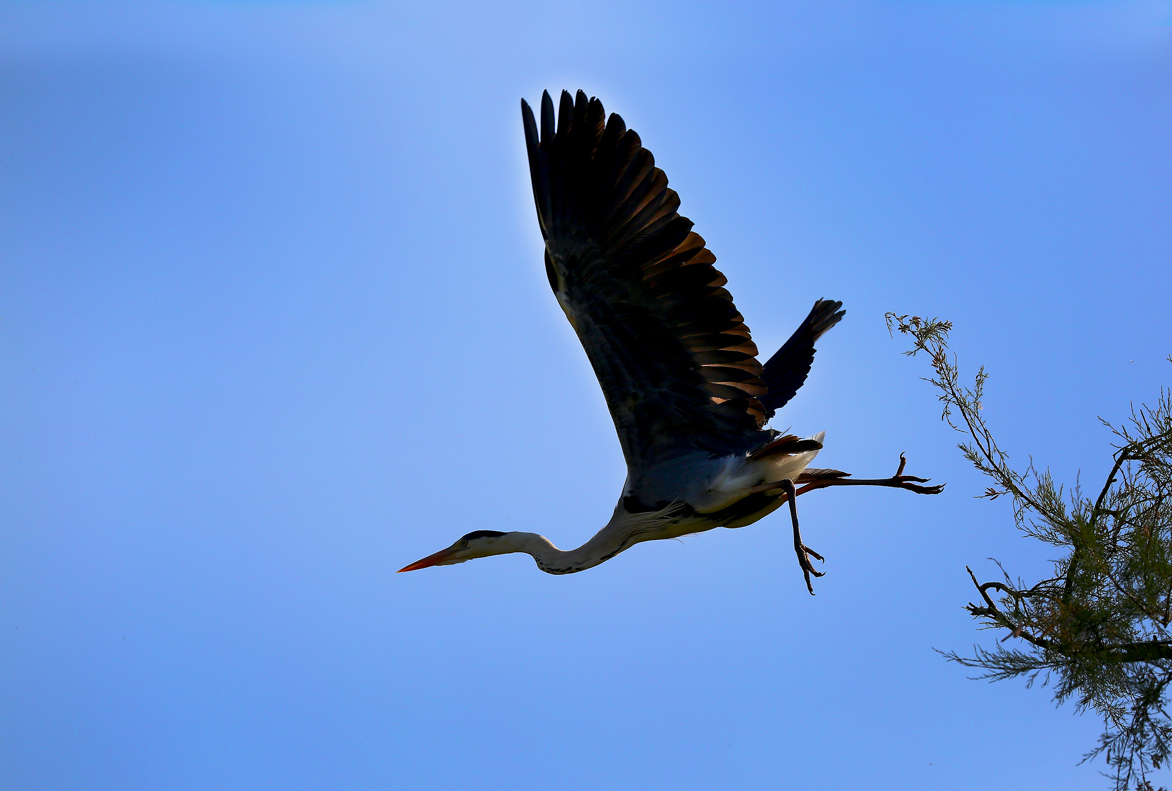Grey Heron taking off
