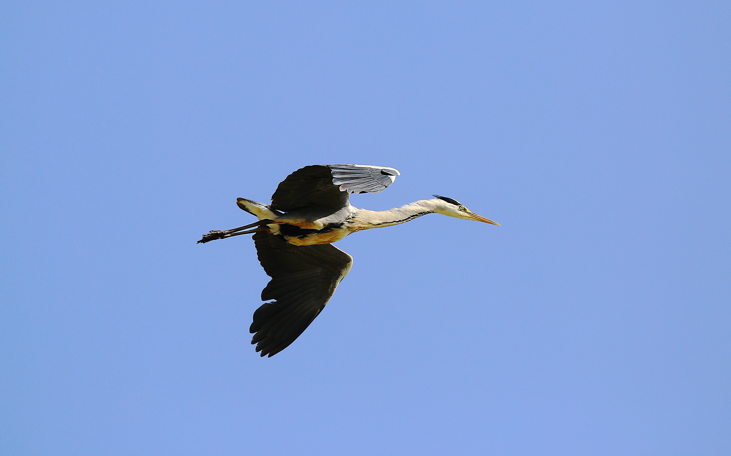 Grey Heron