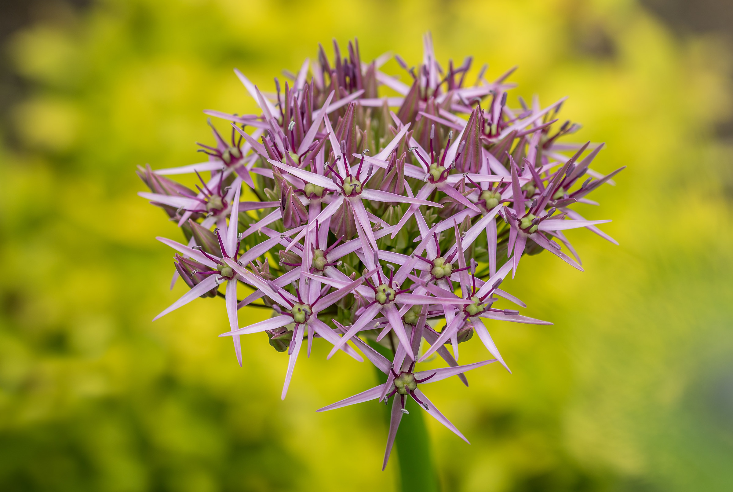Allium
