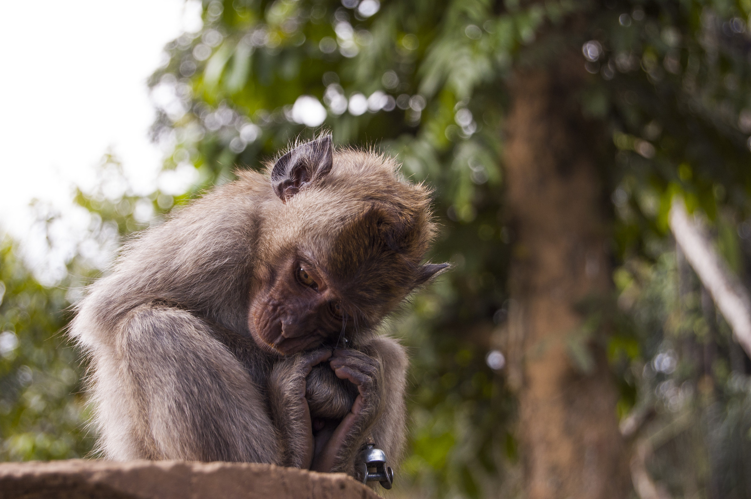 Animale "domestico" nelle risaie