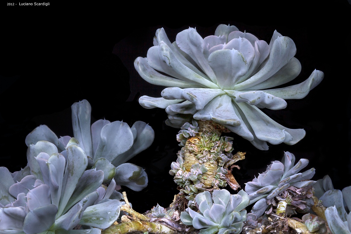 Echeveria eleganx, MG_3505
