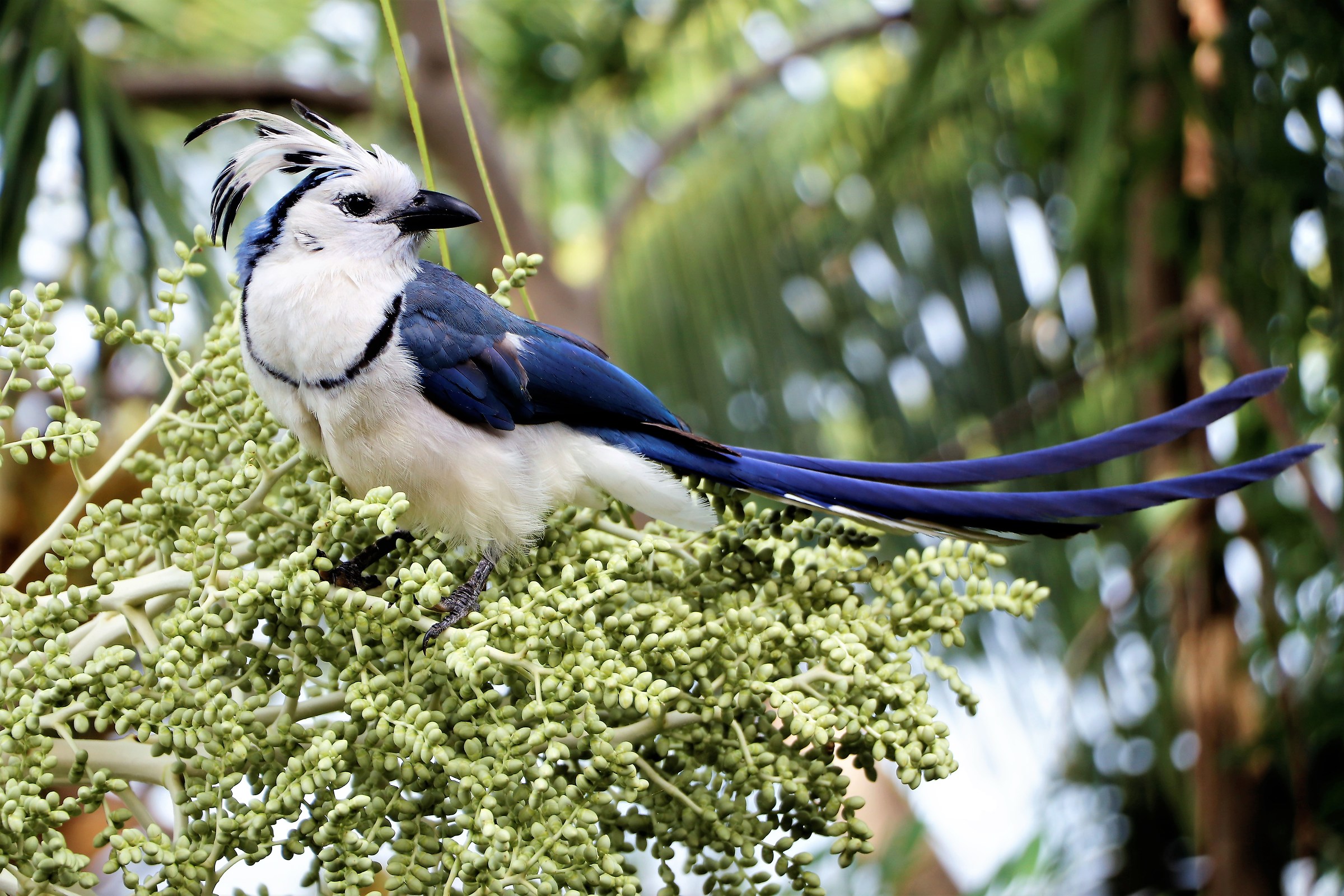 Urraca, isola di Ometepe in Nicaragua