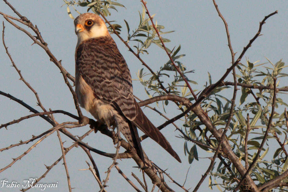 Falcon Cuckoo