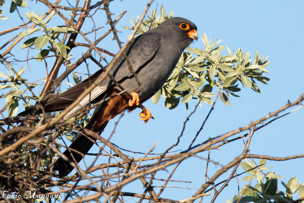 Falcon Cuckoo