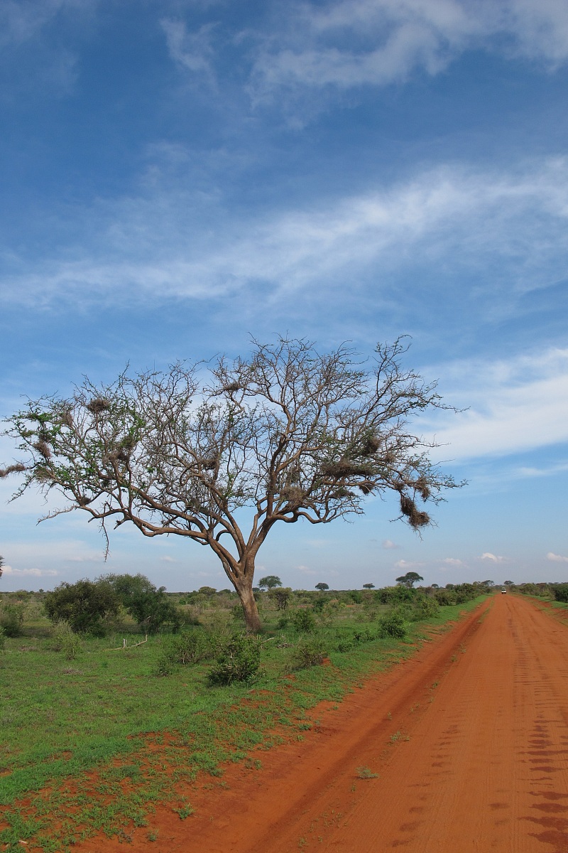 Tsavo National Park