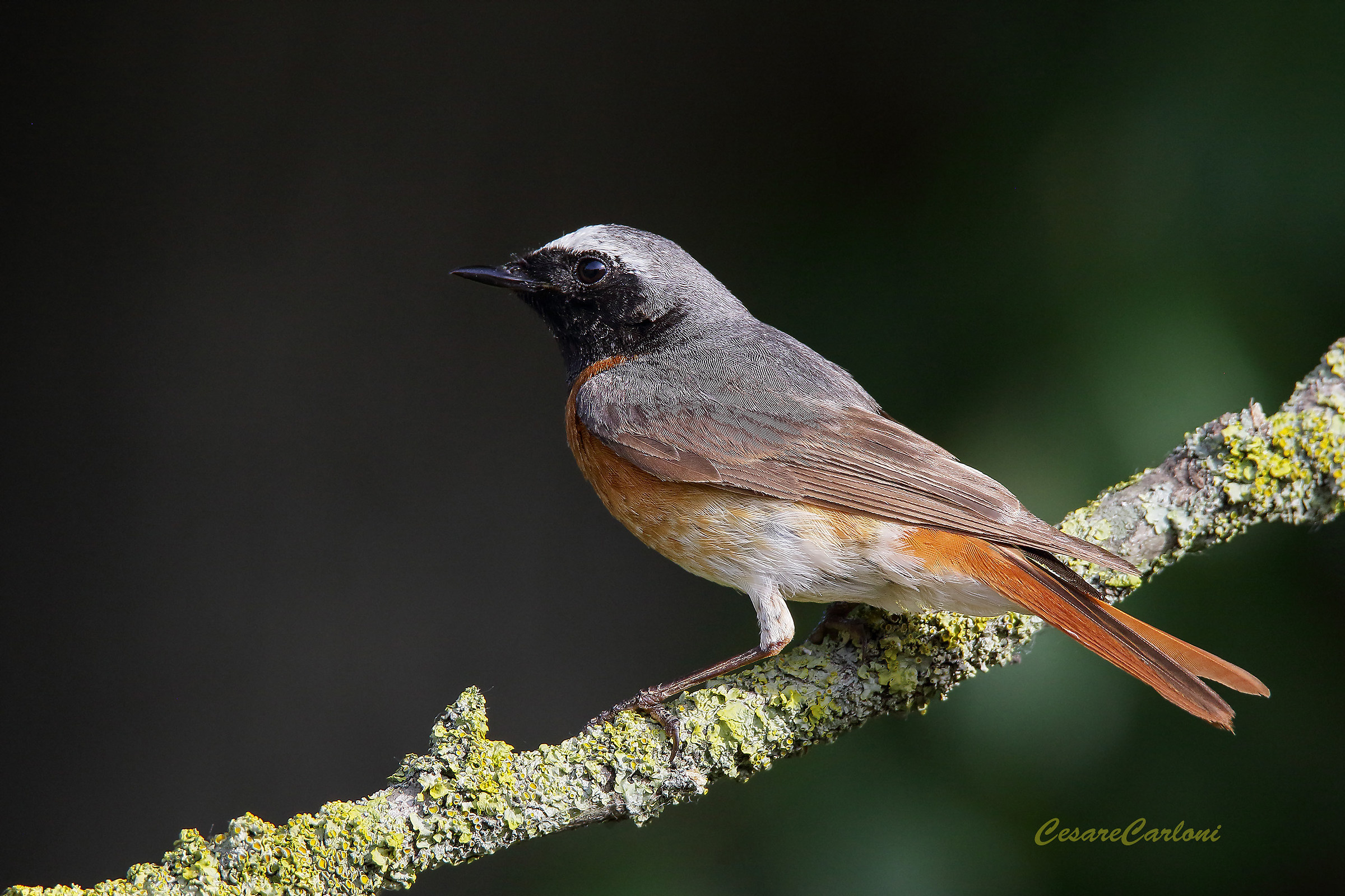 Redstart