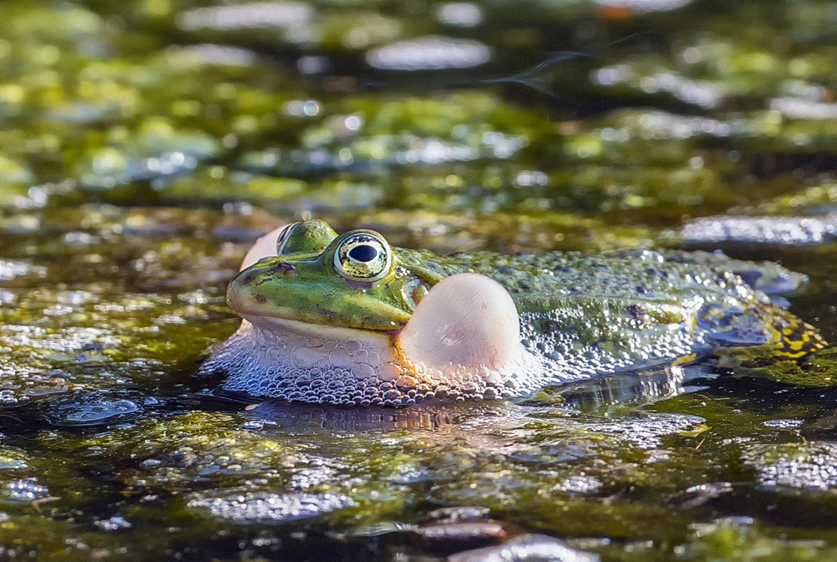 Green frog - Pelophylax esculentus 2