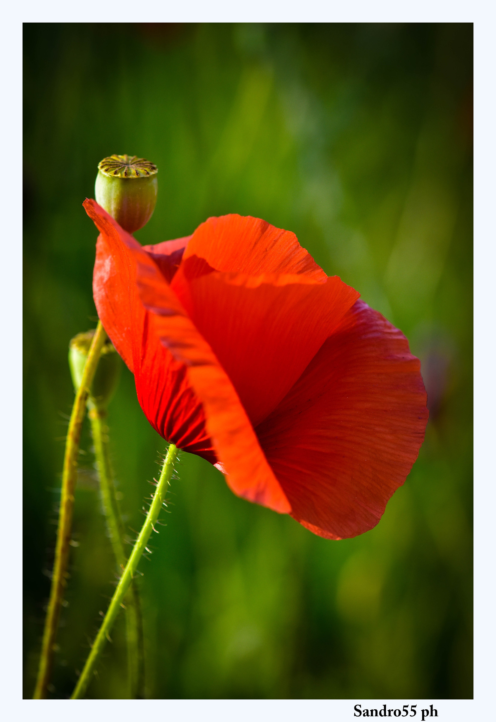 Poppies