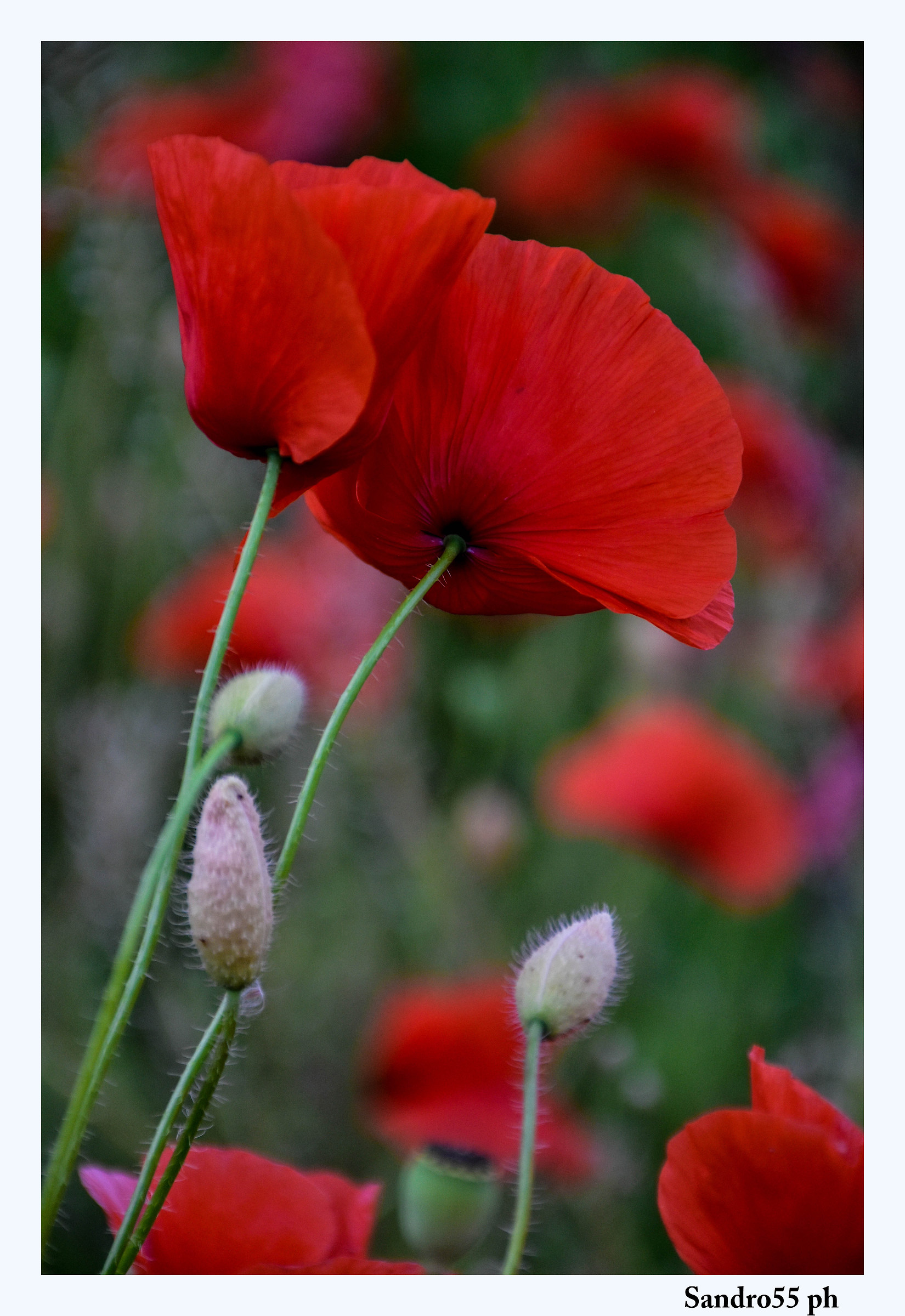 Poppies