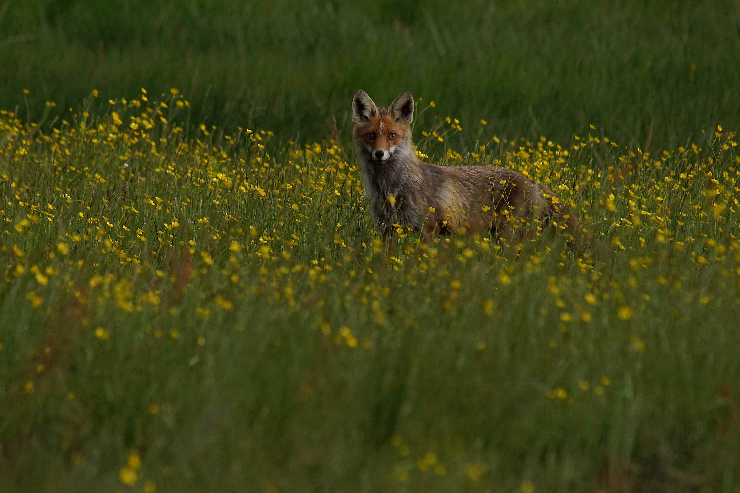 Volpe rossa (Vulpes vulpes)