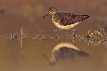 Tringa ochropus