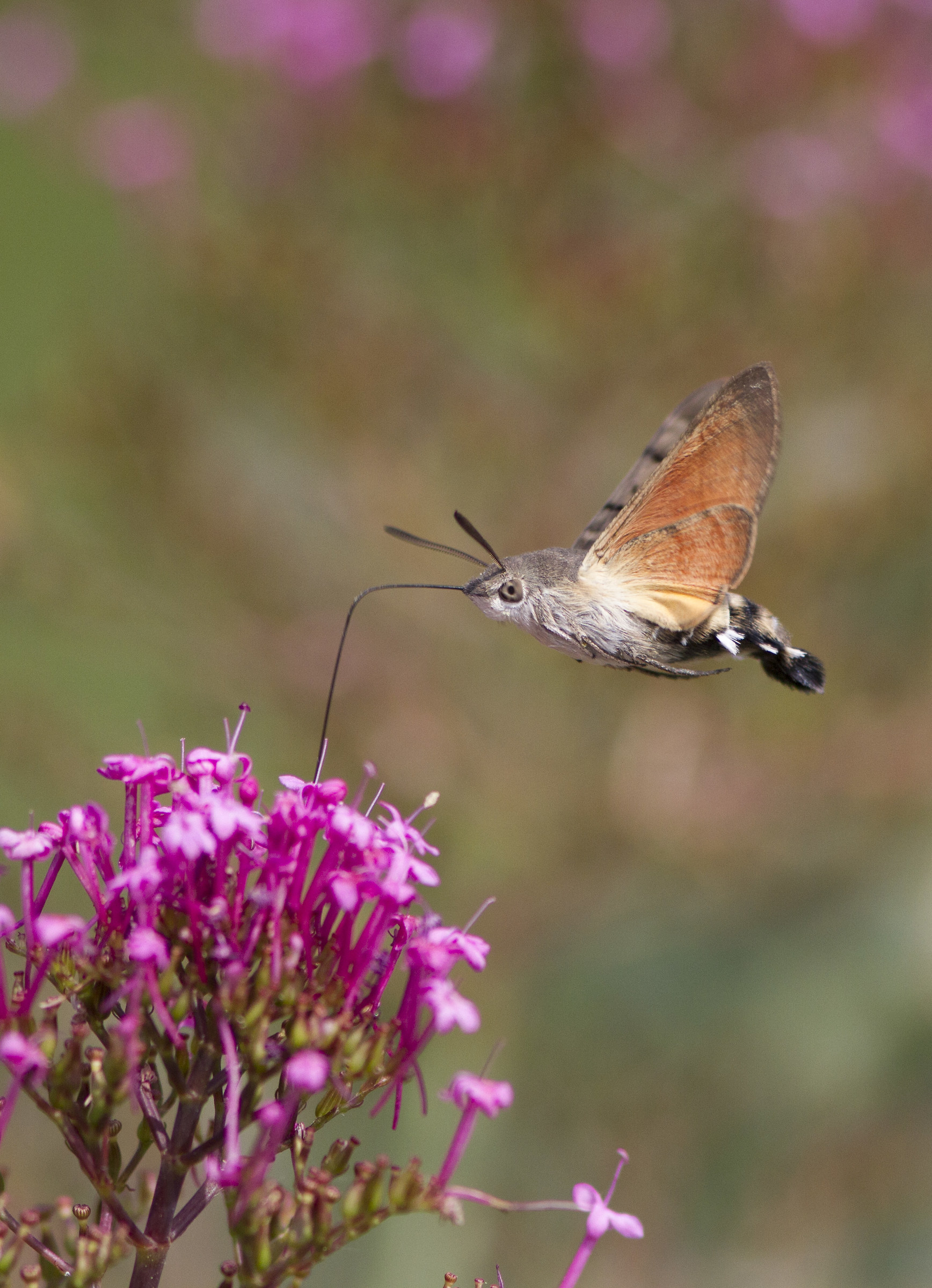 Sphinx Butterfly-Macroglossum Stellatarum