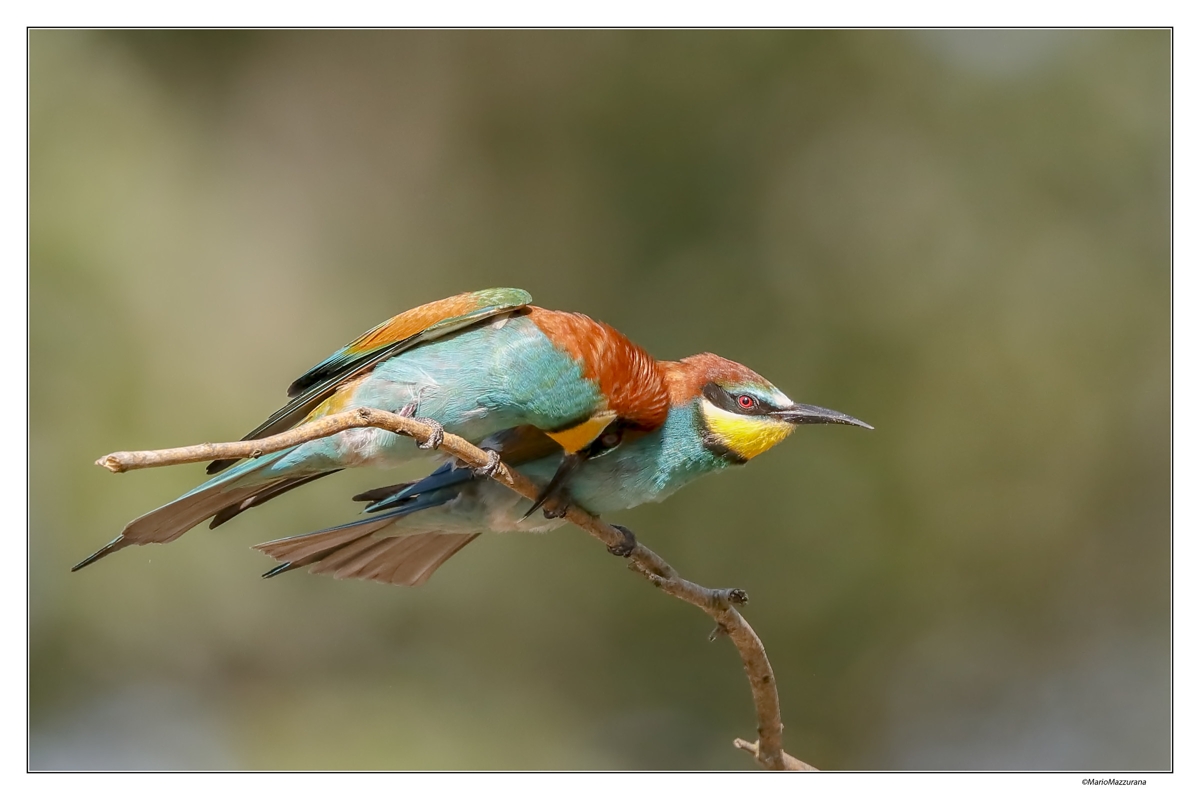 Gruccioni 2018 "Perdonami"
